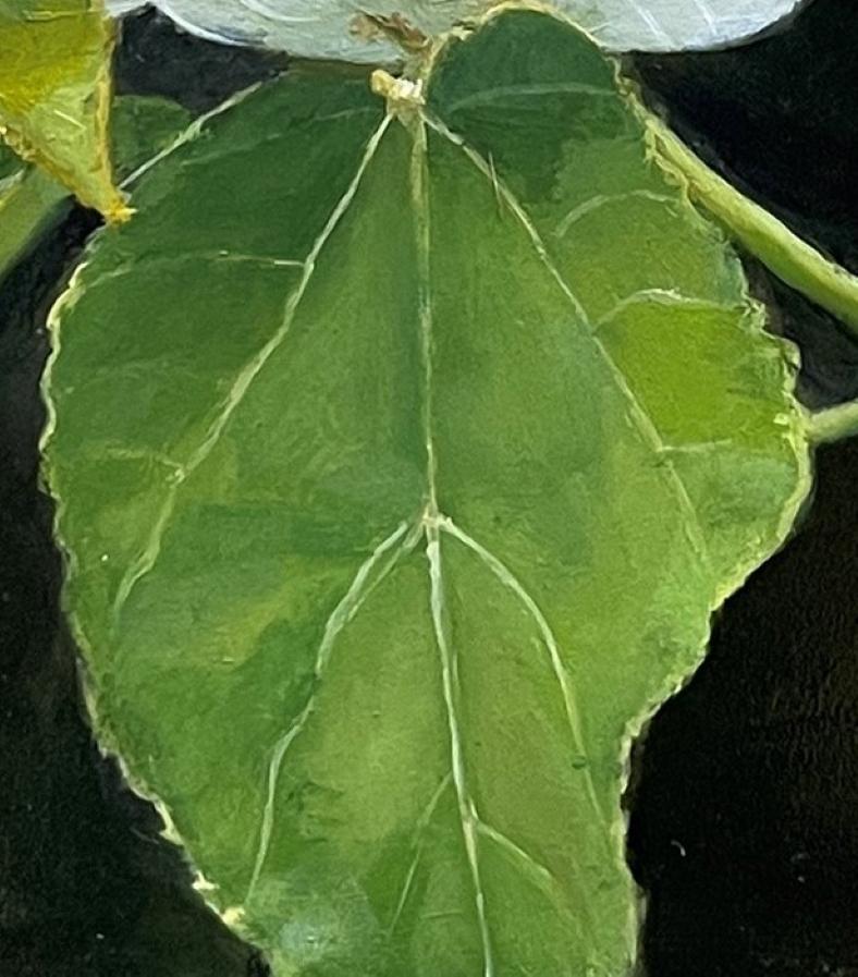 „Weißer Hibiskus“ (2024) von Sheri Farabaugh, Original-Ölgemälde von Blumen im Angebot 3