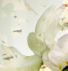 Sherrie Hunt Poesie der Blütenblätter #4, Druck in limitierter Auflage