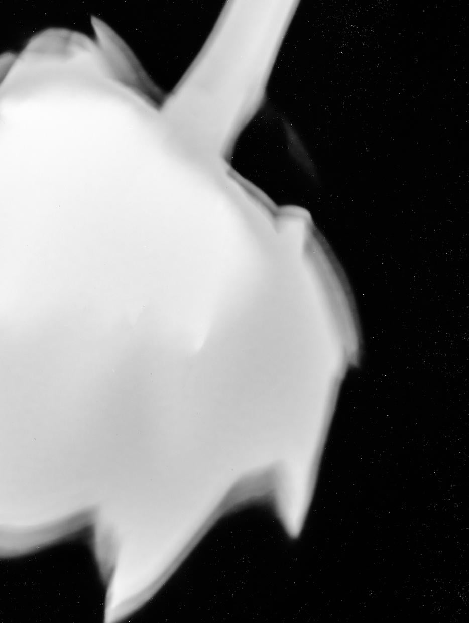 Alcachofa I. Resumen.  Impresión en blanco y negro - Photograph Minimalista de Shine Huang