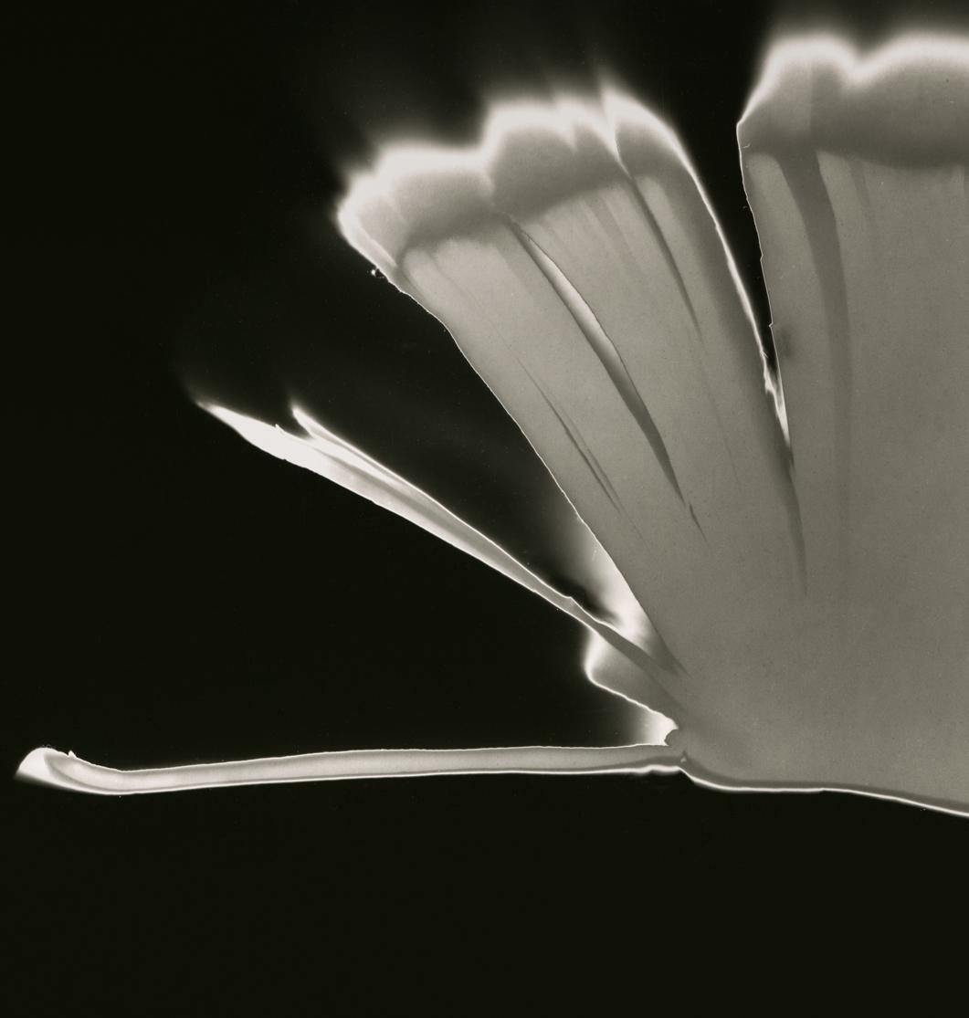 Book of Faith, From series Carry the Ocean. Abstract.  Black and White Print - Photograph by Shine Huang