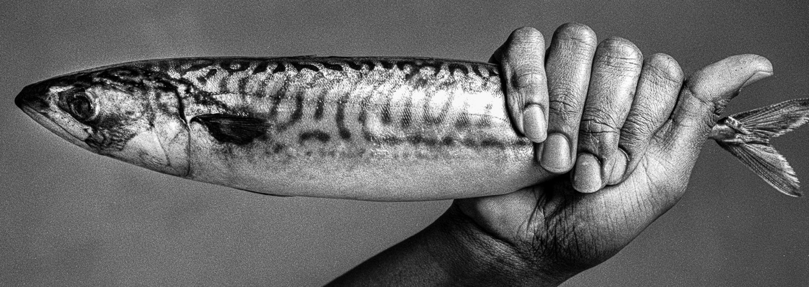 Chef- und Fische. Stilleben. Schwarzer und weißer Druck – Photograph von Shine Huang