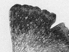 Gingko Leaves. Still life. Black and White Print