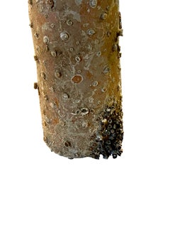 Ship Wrecked Absinthe Bottle, Holland, 19th Century