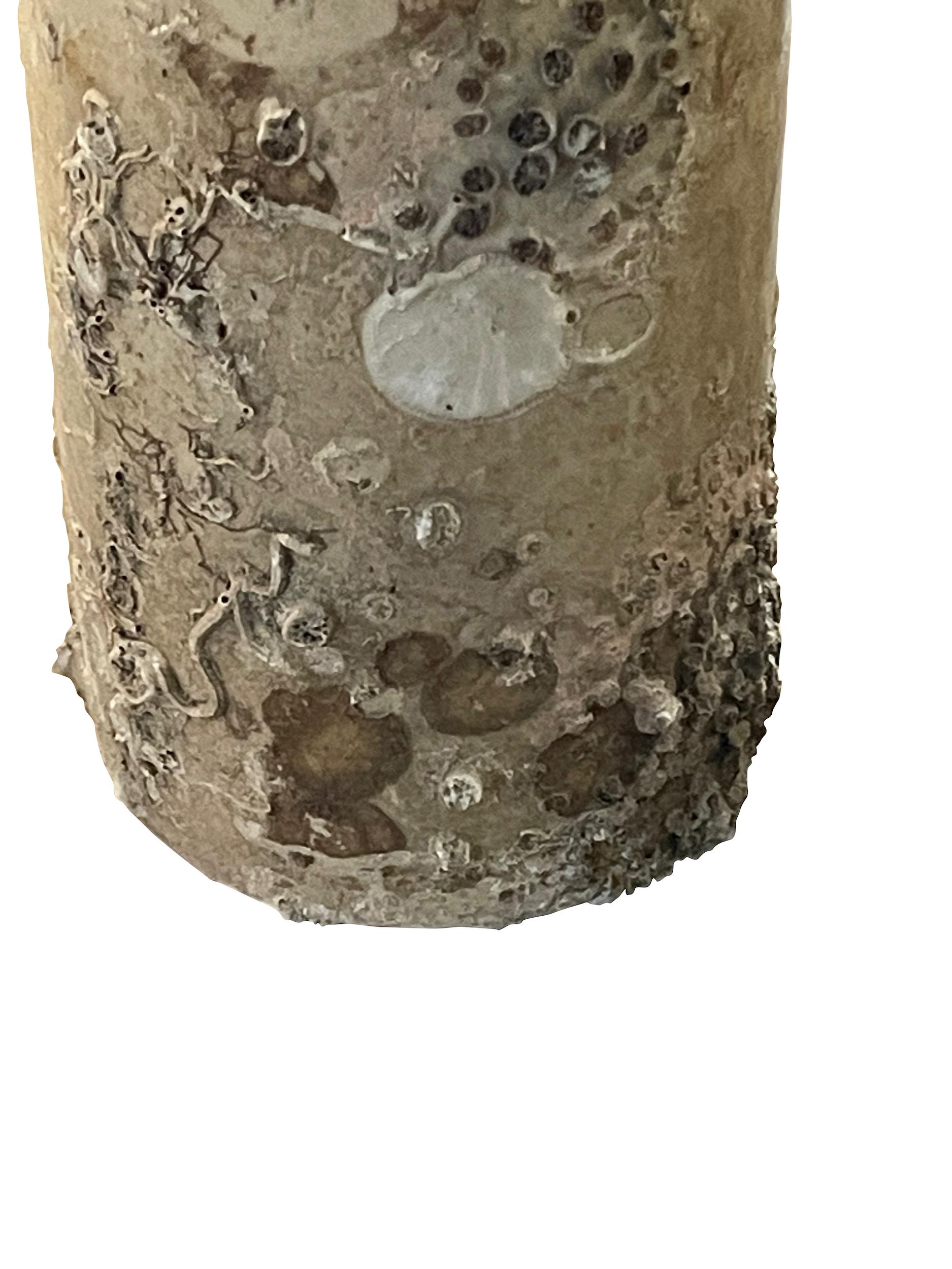 19th century Dutch ship wrecked absinthe bottle.
Original and beautiful barnacles and shells from
being under water for over 100 years.
Three available and sold individually.