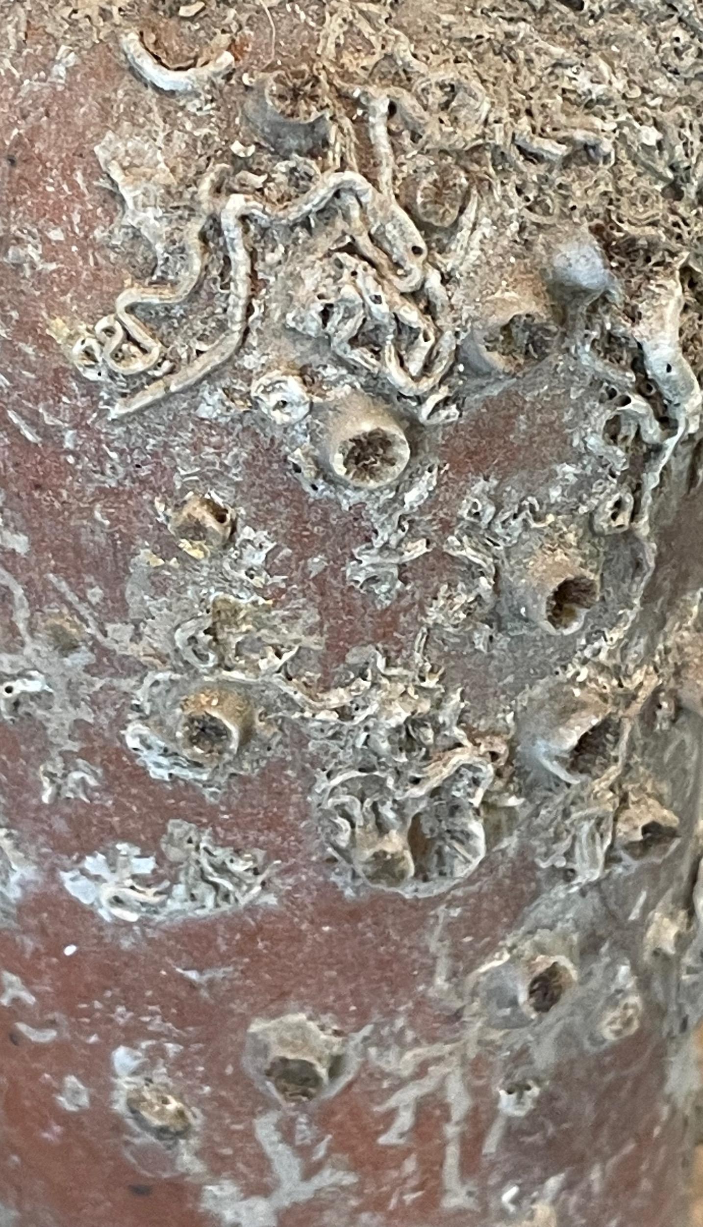 Bottiglia di assenzio naufragata, Olanda, XIX secolo In condizioni buone in vendita a New York, NY