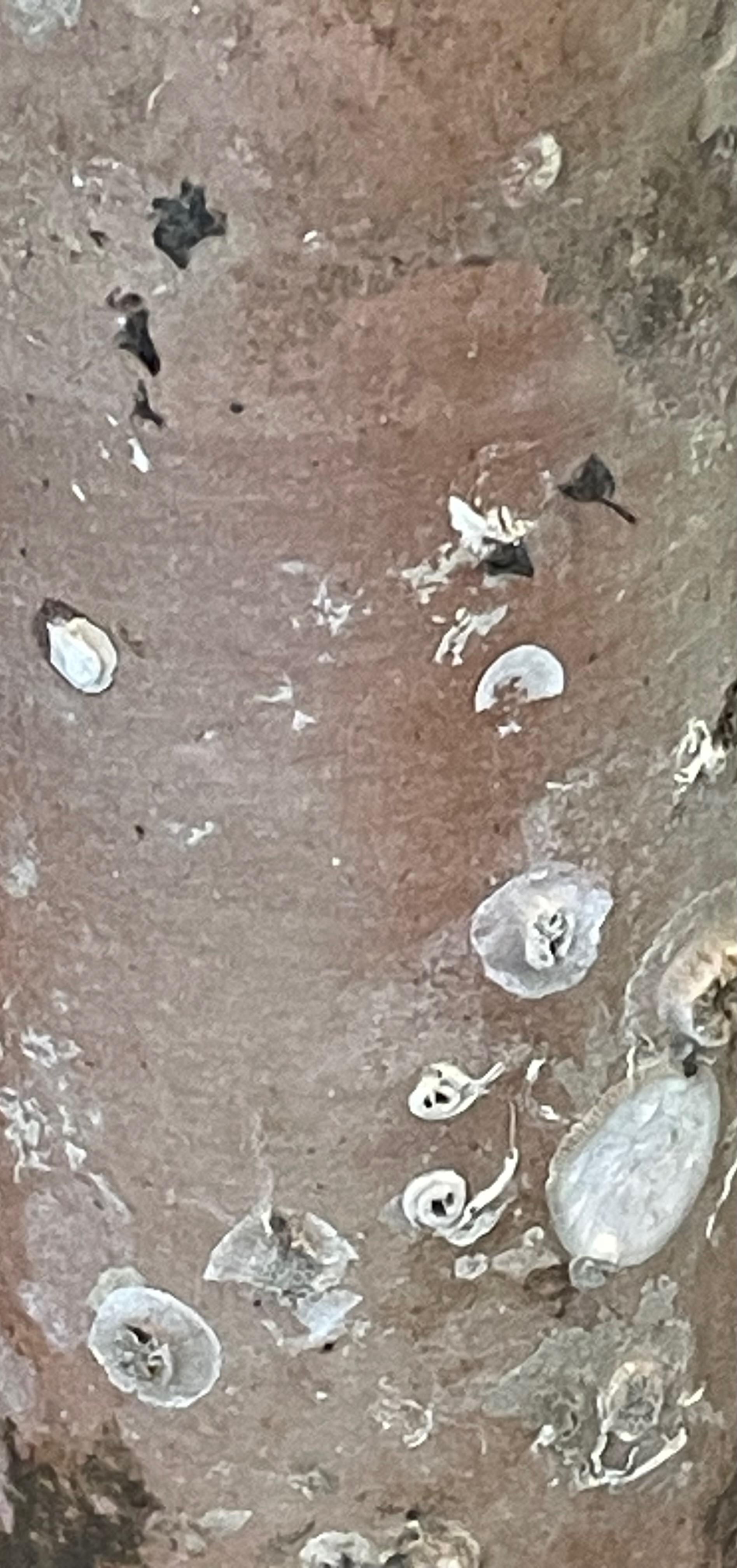 Ceramica Bottiglia di assenzio naufragata, Olanda, XIX secolo in vendita