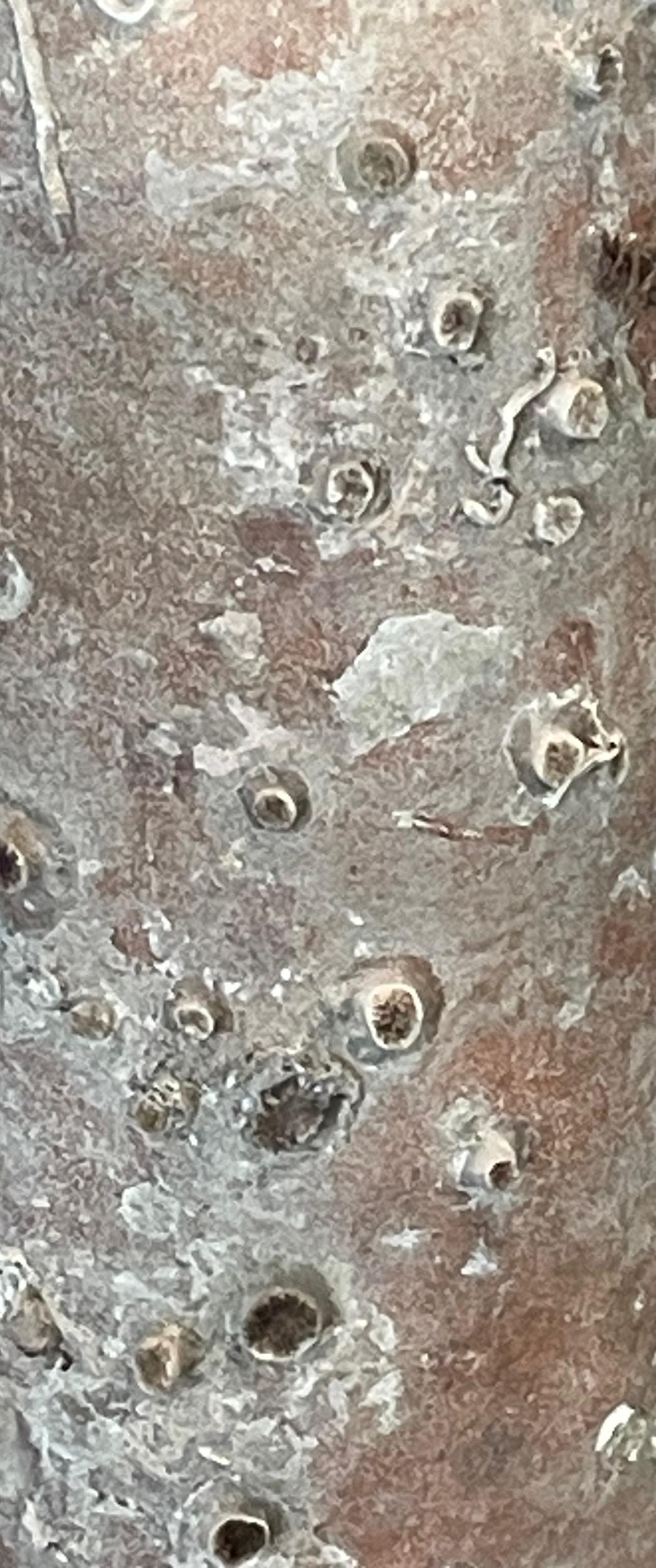 Bottiglia di assenzio naufragata, Olanda, XIX secolo in vendita 1