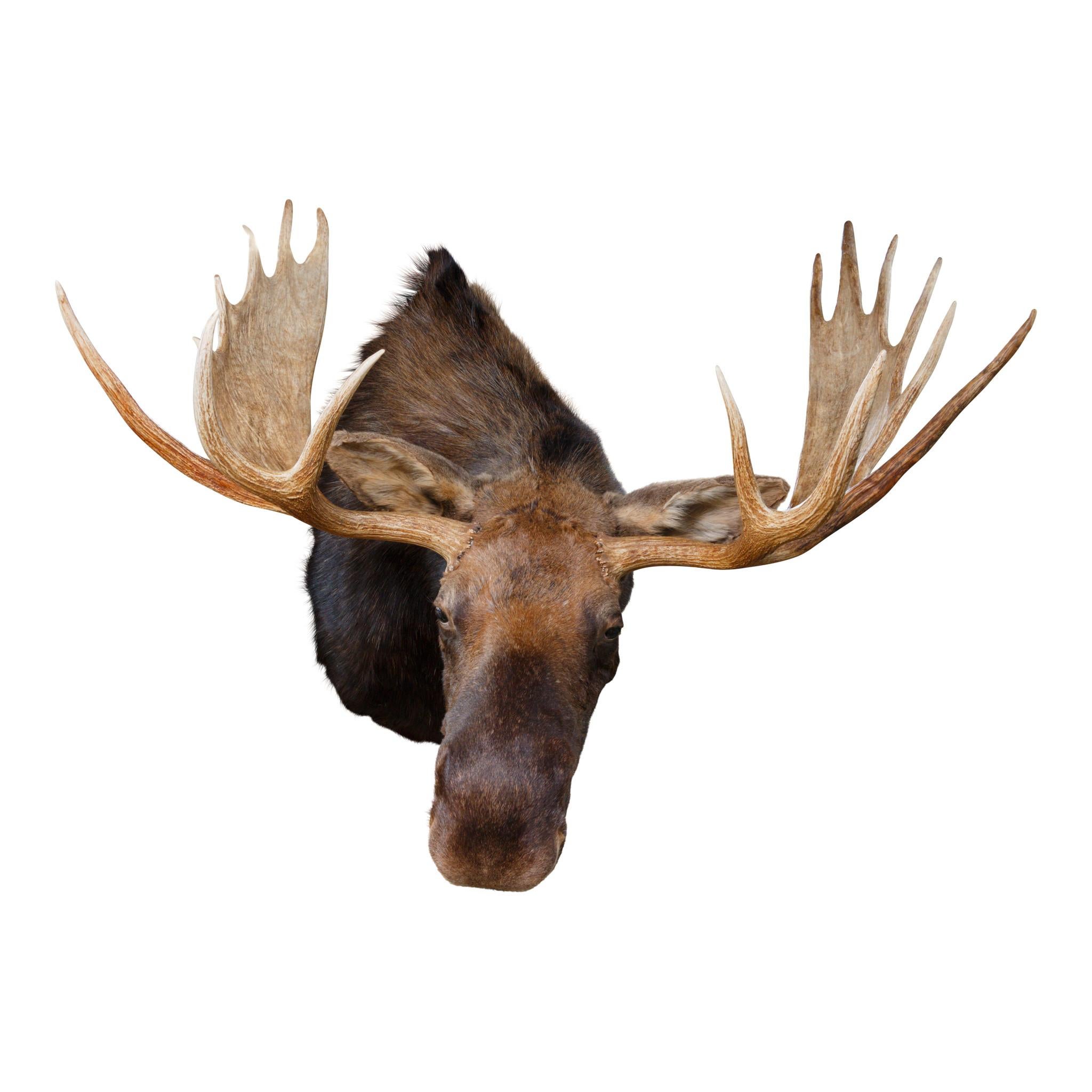 Large shiras moose taxidermy mount with double brow tines. Nice mount, not 