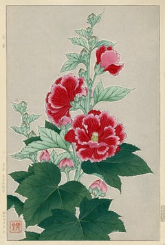 Agrifoglio