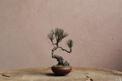 Shohin-Bonsai aus japanischer Weißkiefer / Bonsai / wabi-sabi