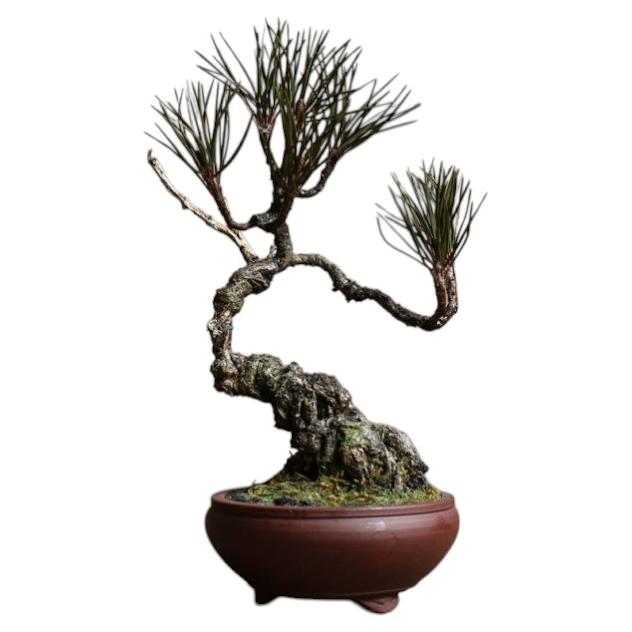 Shohin bonsai of Japanese white pine / Bonsai / wabi-sabi