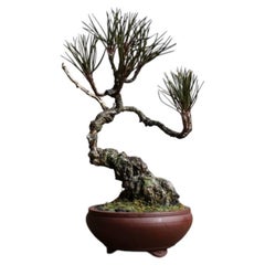 Shohin-Bonsai aus japanischer Weißkiefer / Bonsai / wabi-sabi