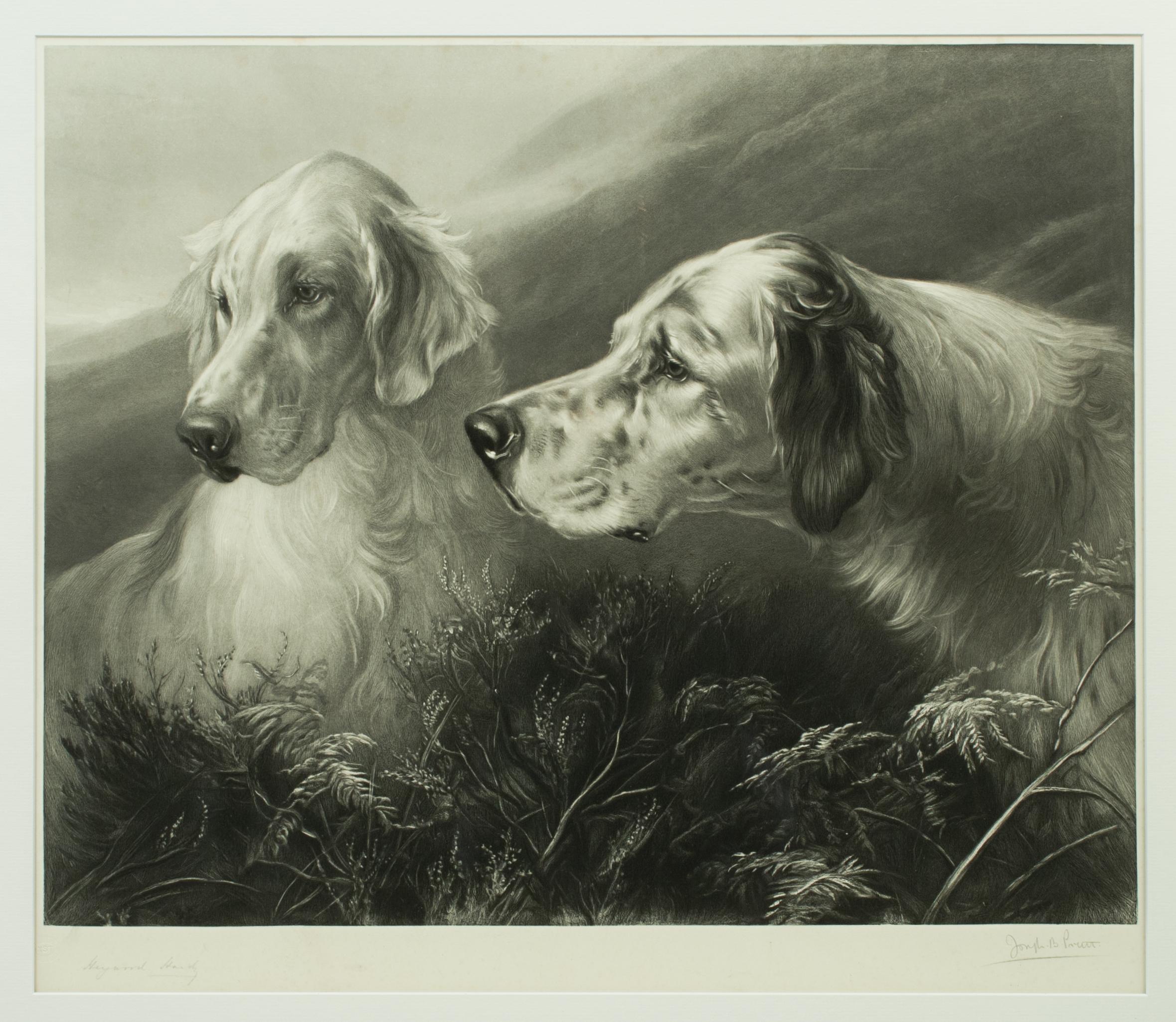Sporting Art Shooting Dog Engraving, Setters at Work by Heywood Hardy