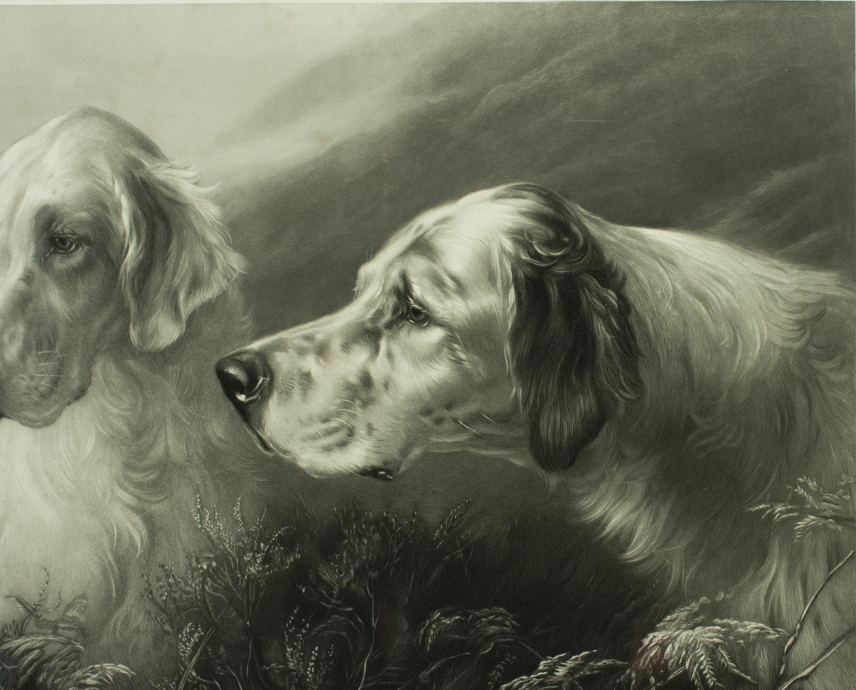 British Shooting Dog Engraving, Setters at Work by Heywood Hardy
