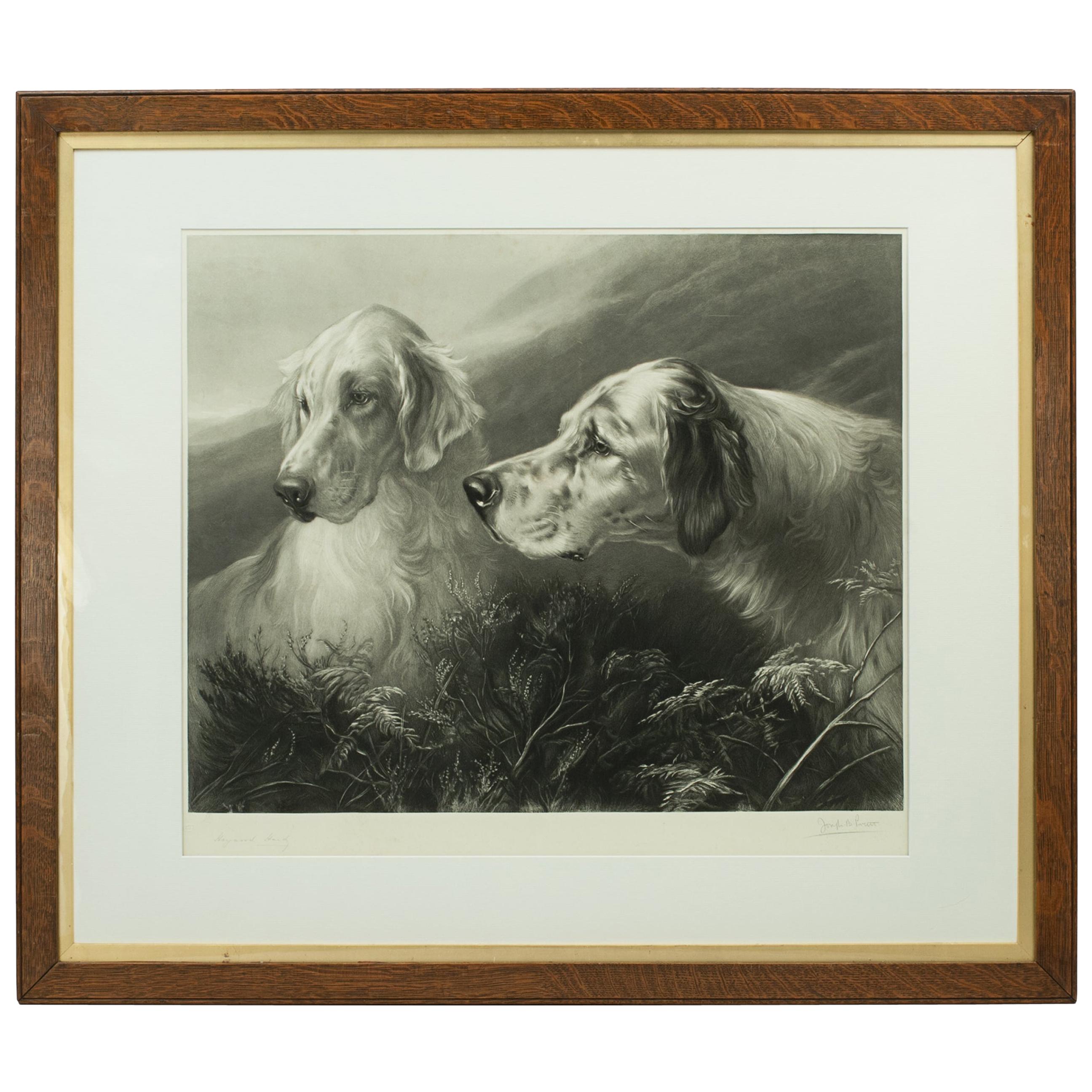 Shooting Dog Engraving, Setters at Work by Heywood Hardy