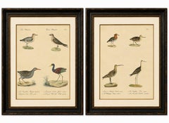 Shorebirds, Jacana & Water Rail Pair, Brodtmann Hand-Colored Lithographs, 1816