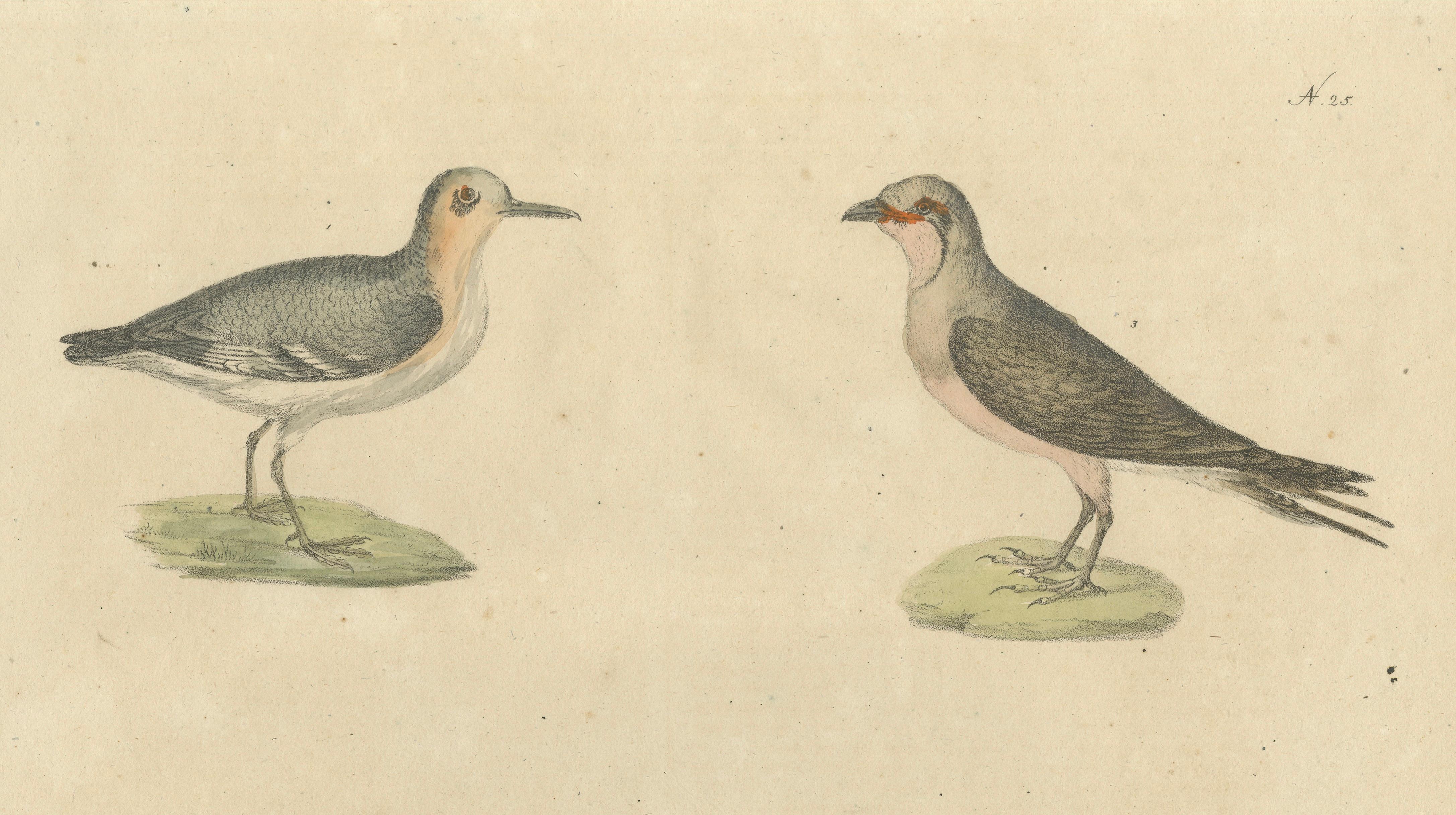 Shorebirds, Jacana & Water Rail Pair, Brodtmann Hand-Colored Lithographs, 1816