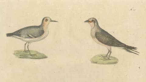 Shorebirds, Jacana & Water Rail Pair, Brodtmann Hand-Colored Lithographs, 1816