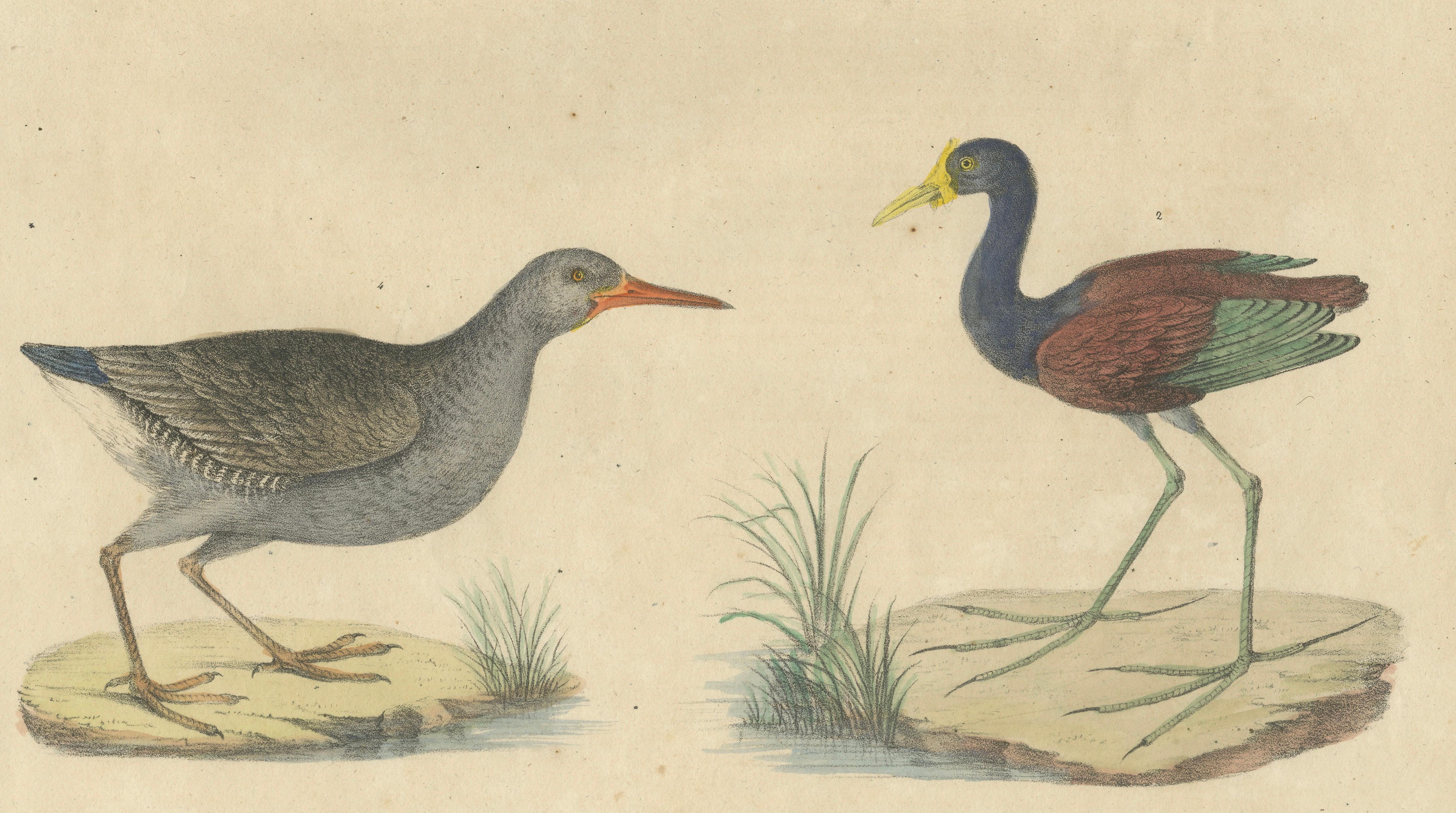 Shorebirds, Jacana & Water Rail Pair, Brodtmann Hand-Colored Lithographs, 1816