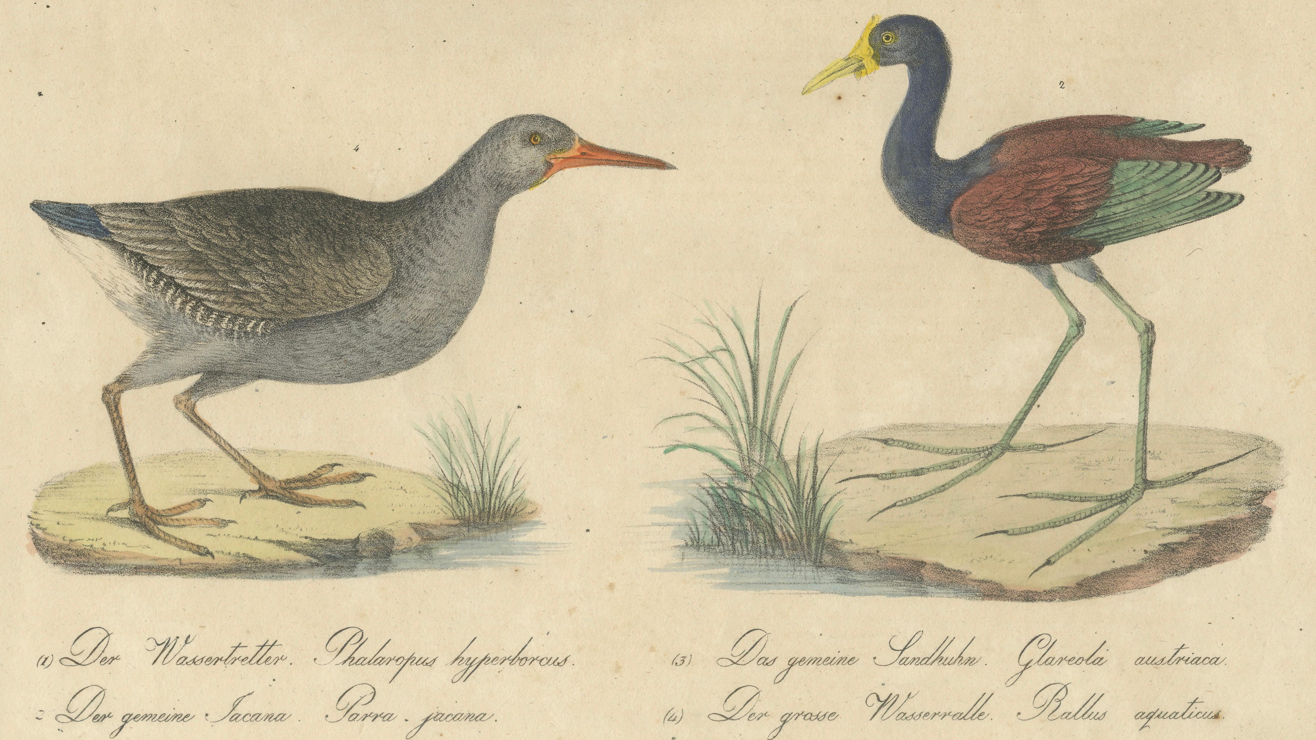 Shorebirds, Jacana & Water Rail Pair, Brodtmann Hand-Colored Lithographs, 1816