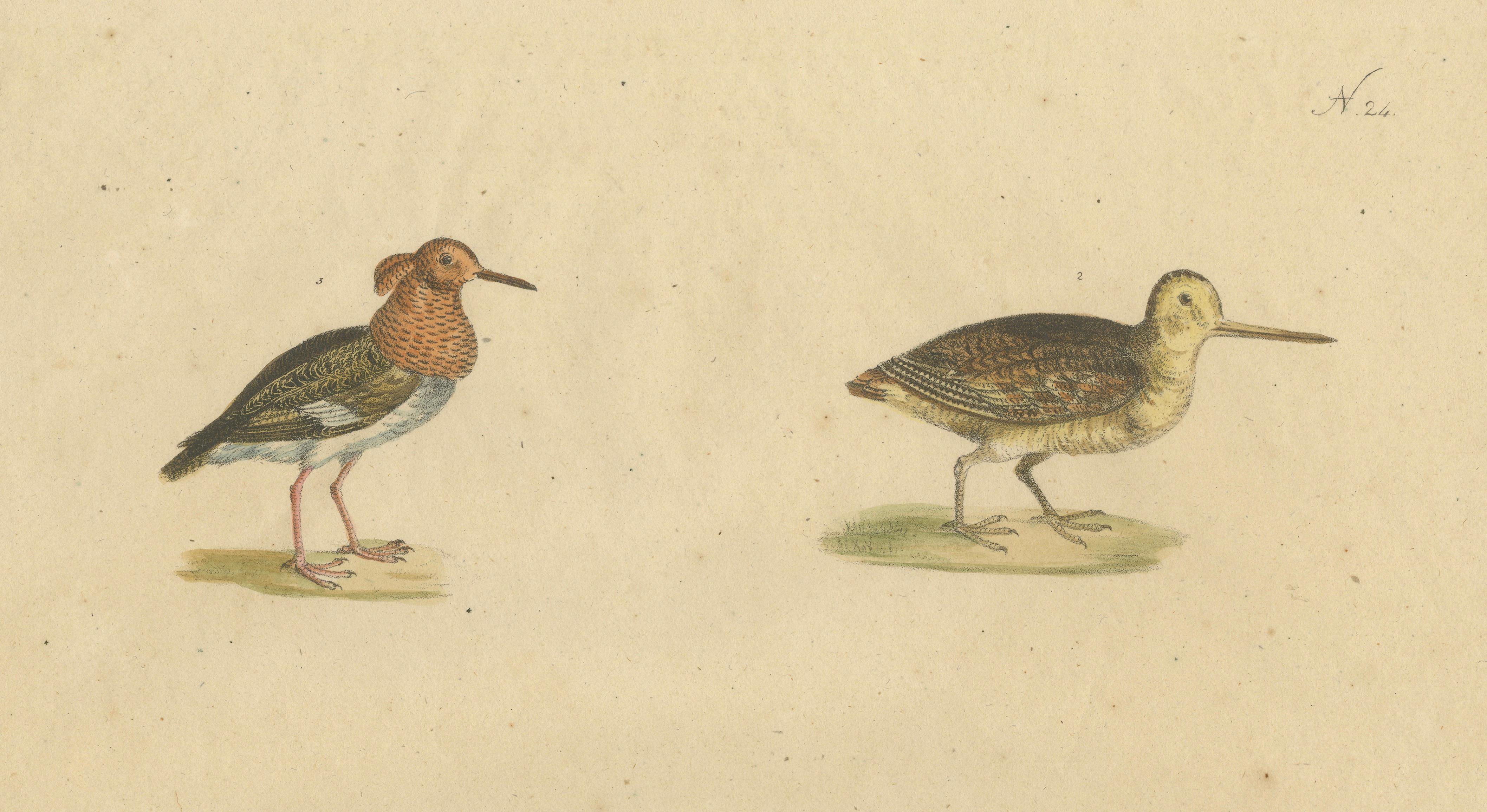 Shorebirds, Jacana & Water Rail Pair, Brodtmann Hand-Colored Lithographs, 1816