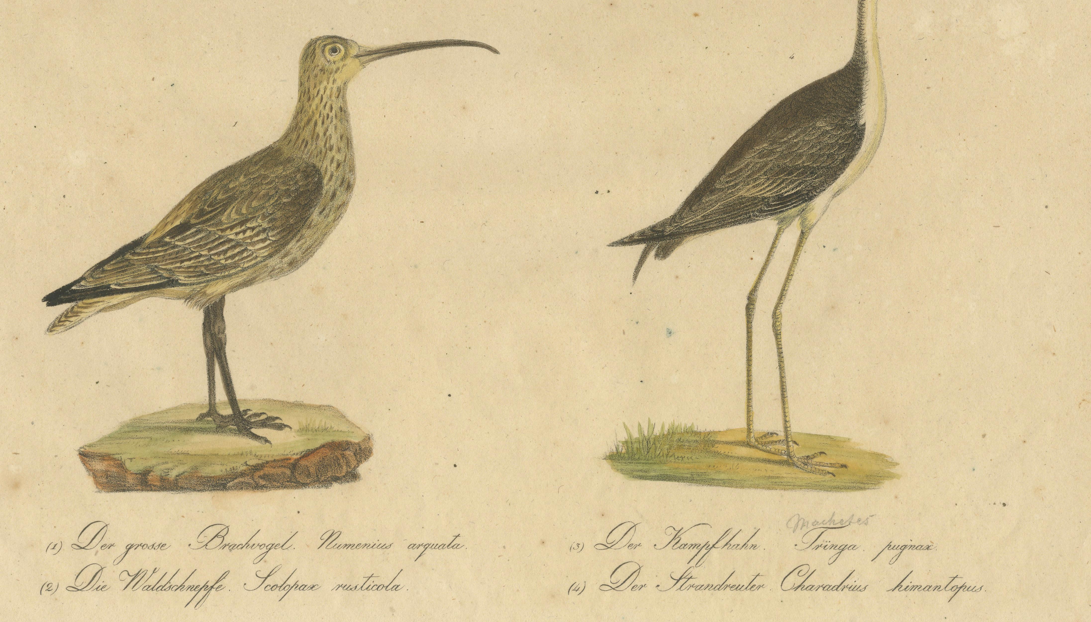 Shorebirds, Jacana & Water Rail Pair, Brodtmann Hand-Colored Lithographs, 1816