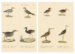 Shorebirds, Jacana & Water Rail Pair, Brodtmann Hand-Colored Lithographs, 1816