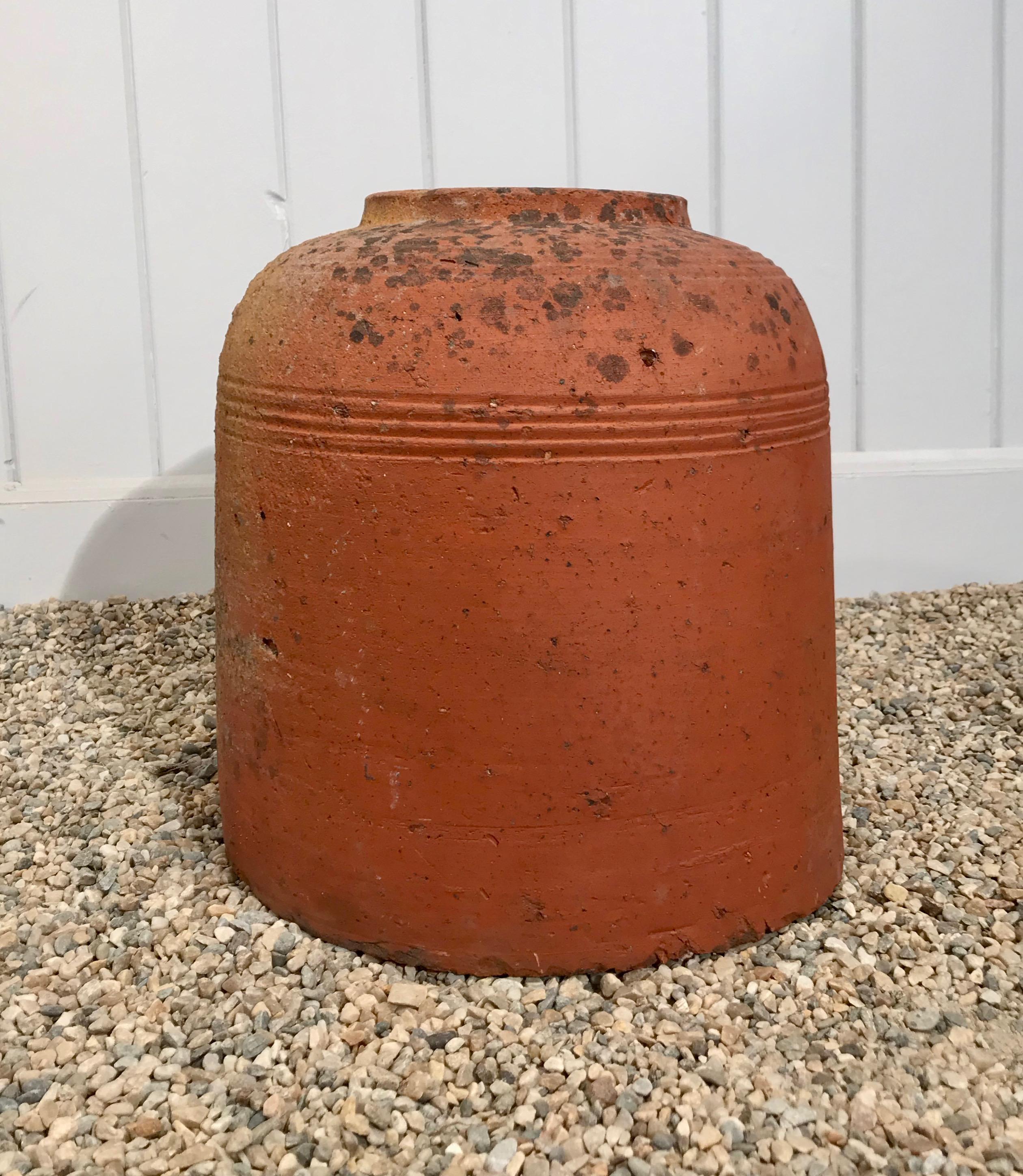 We love old English forcing pots and have three beauties, of which this is the shortest. With sharp incised detail, and in very good condition, it would be lovely in a potager to protect your new shoots from frost damage at night. The three together