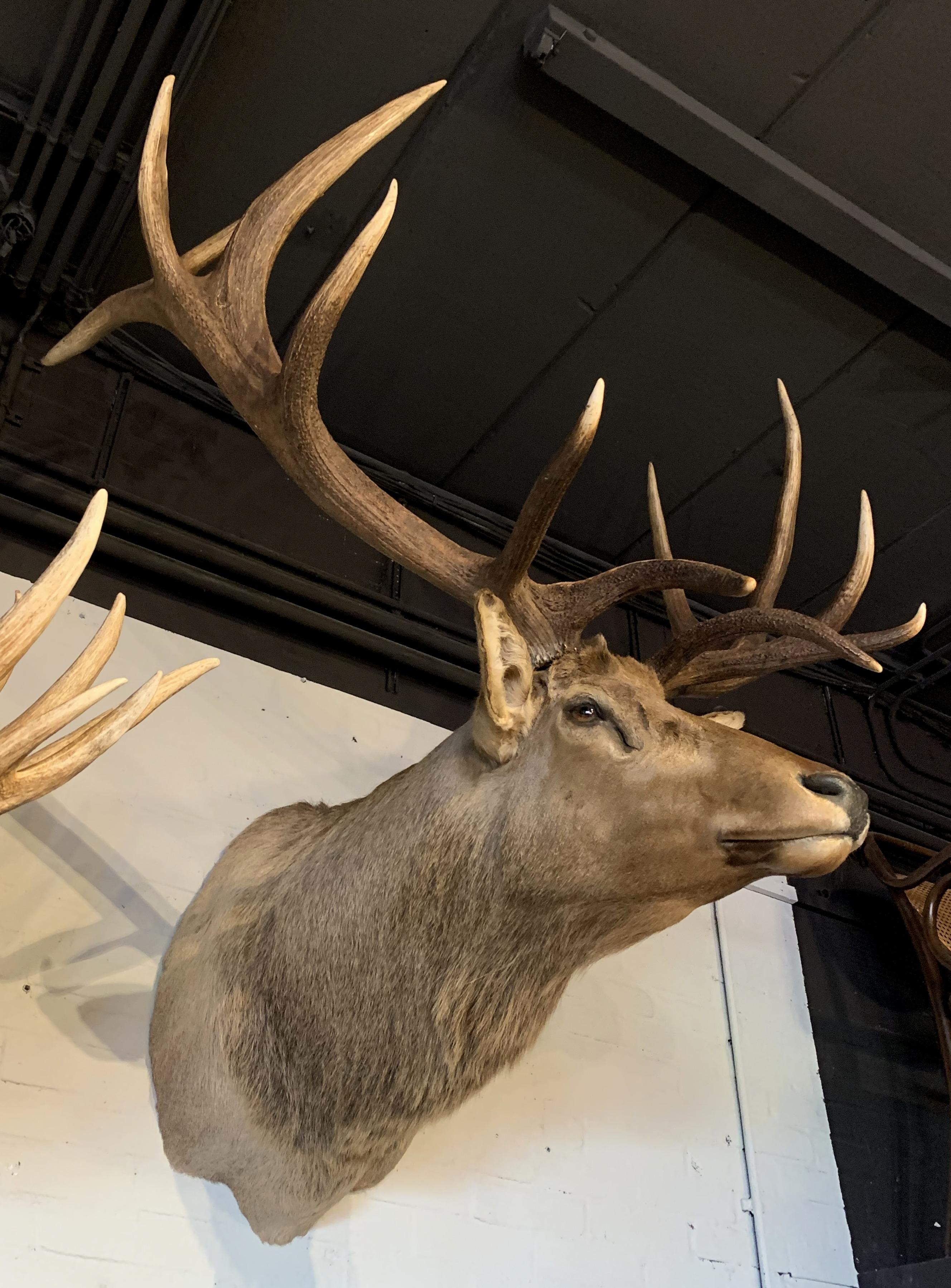 Enormous shoulder mount of a Wapiti / Elk. This recently made head is made very life like and whit great attention for detail. The antlers are detachable which makes it easy to transport.

  