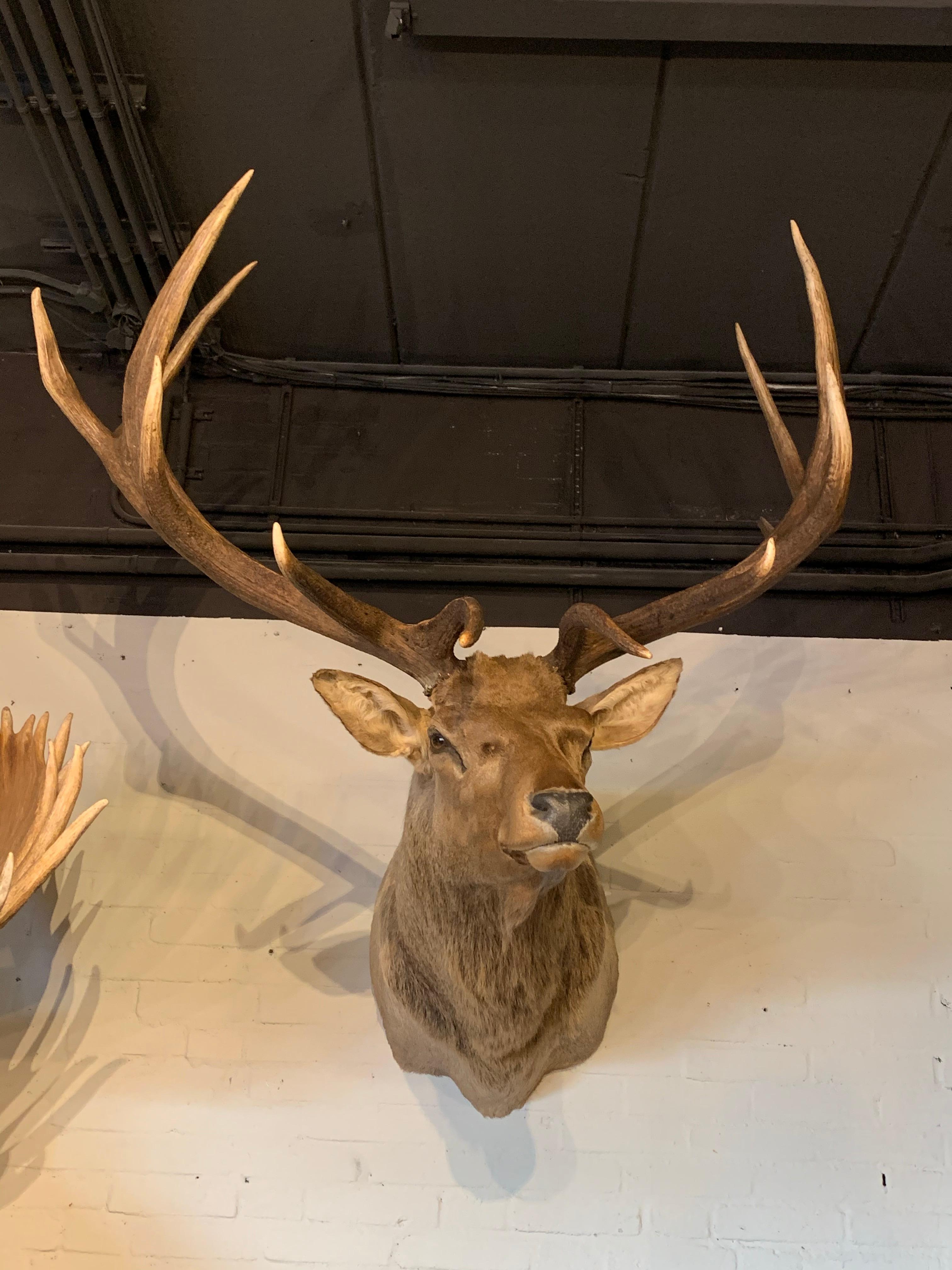 elk mount for sale