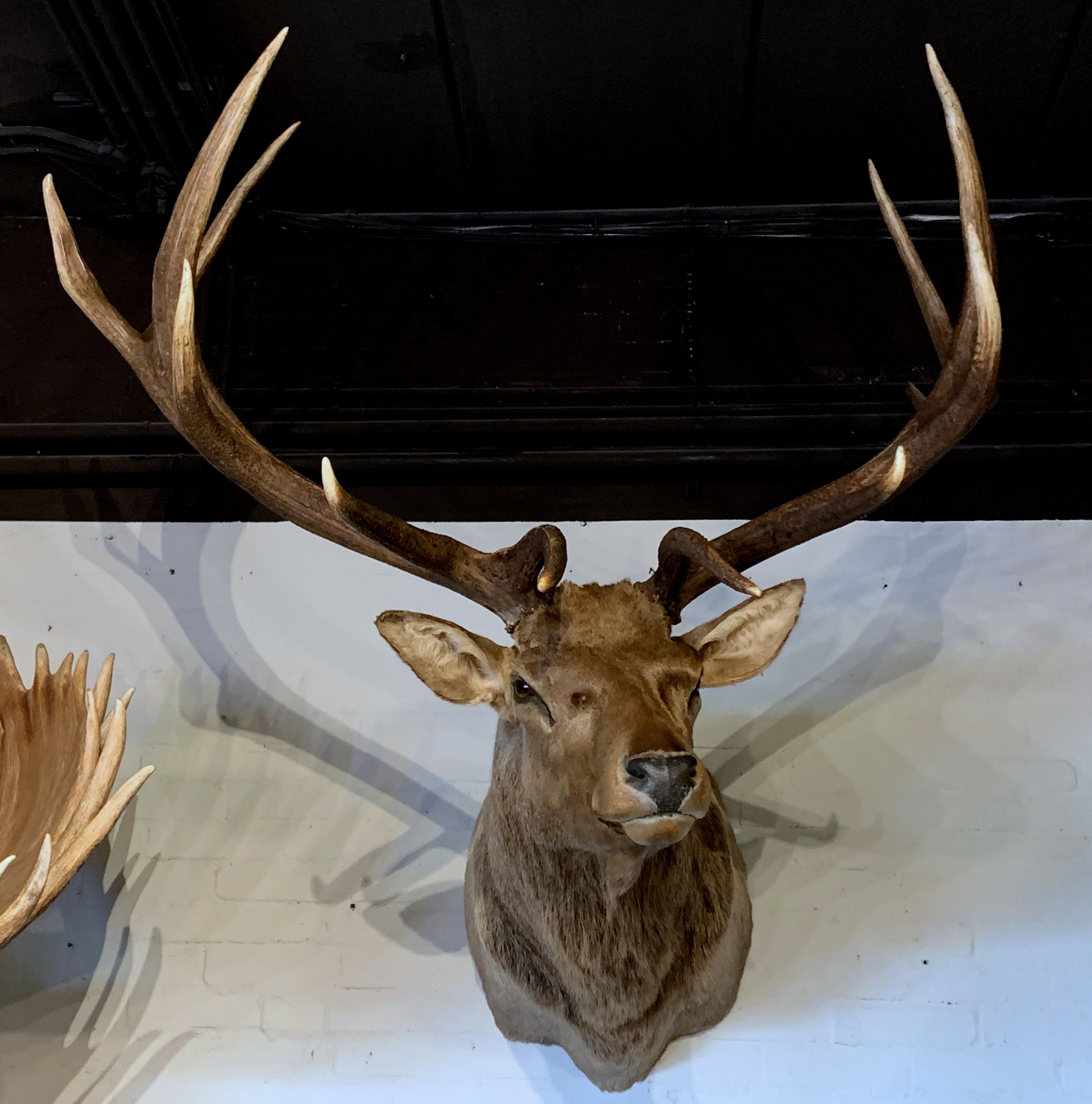 elk mounts for sale