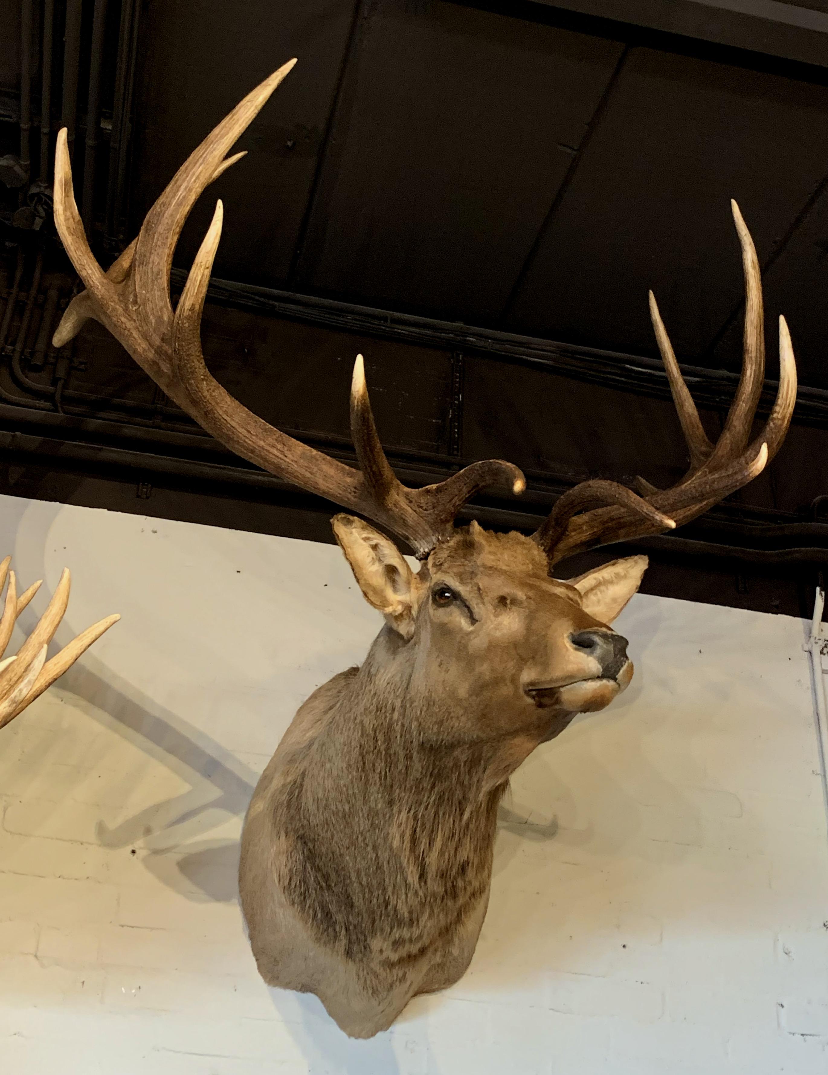 elk shoulder mount for sale