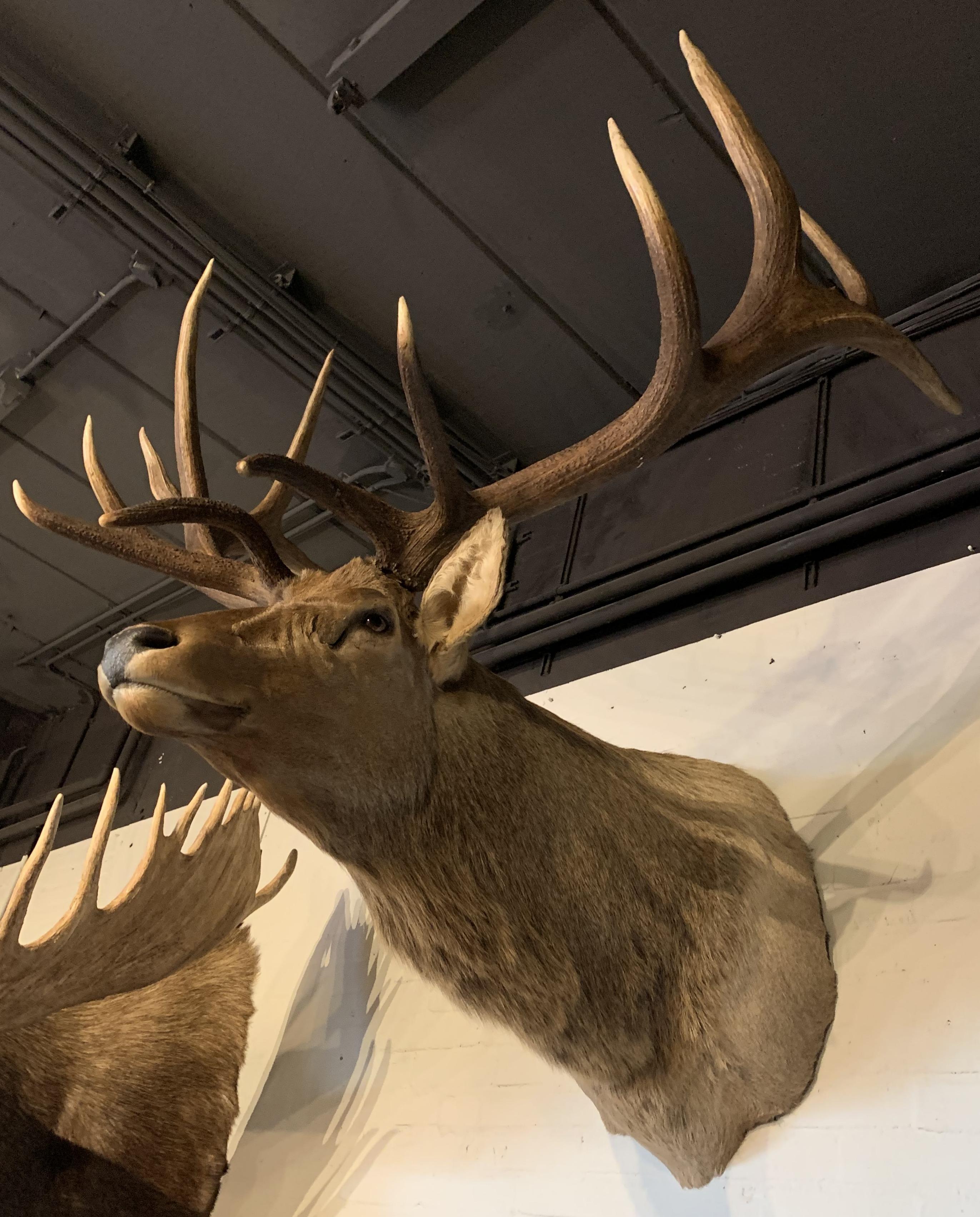 Animal Skin Shoulder Mount of a Massive Wapiti / Elk