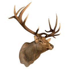 Shoulder Mount of a Massive Wapiti / Elk