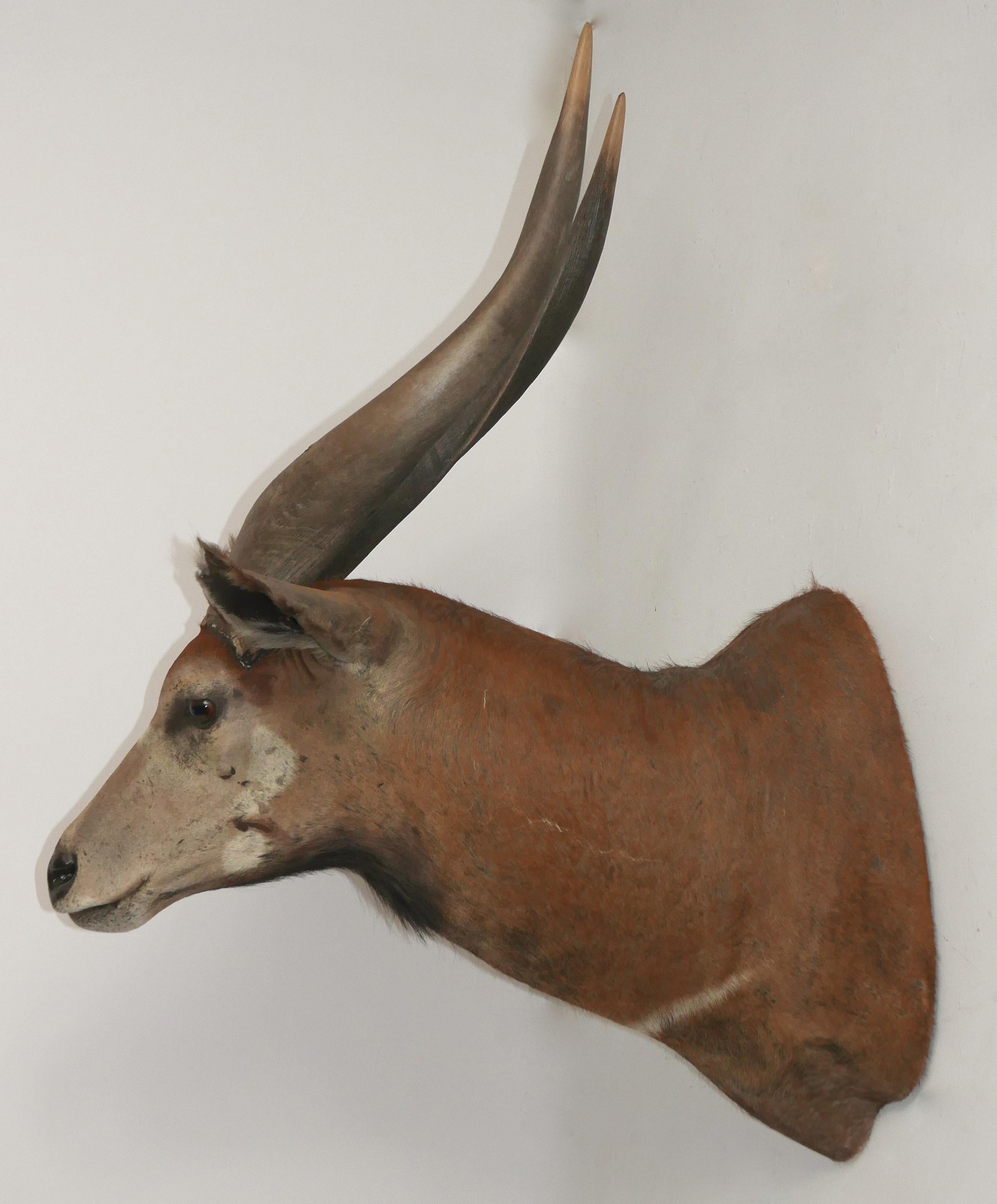 Impressive and massive shoulder mounted trophy head of an African Eland (antelope) with glass eyes, In excellent condition from the mid-to-late 20th century.
      