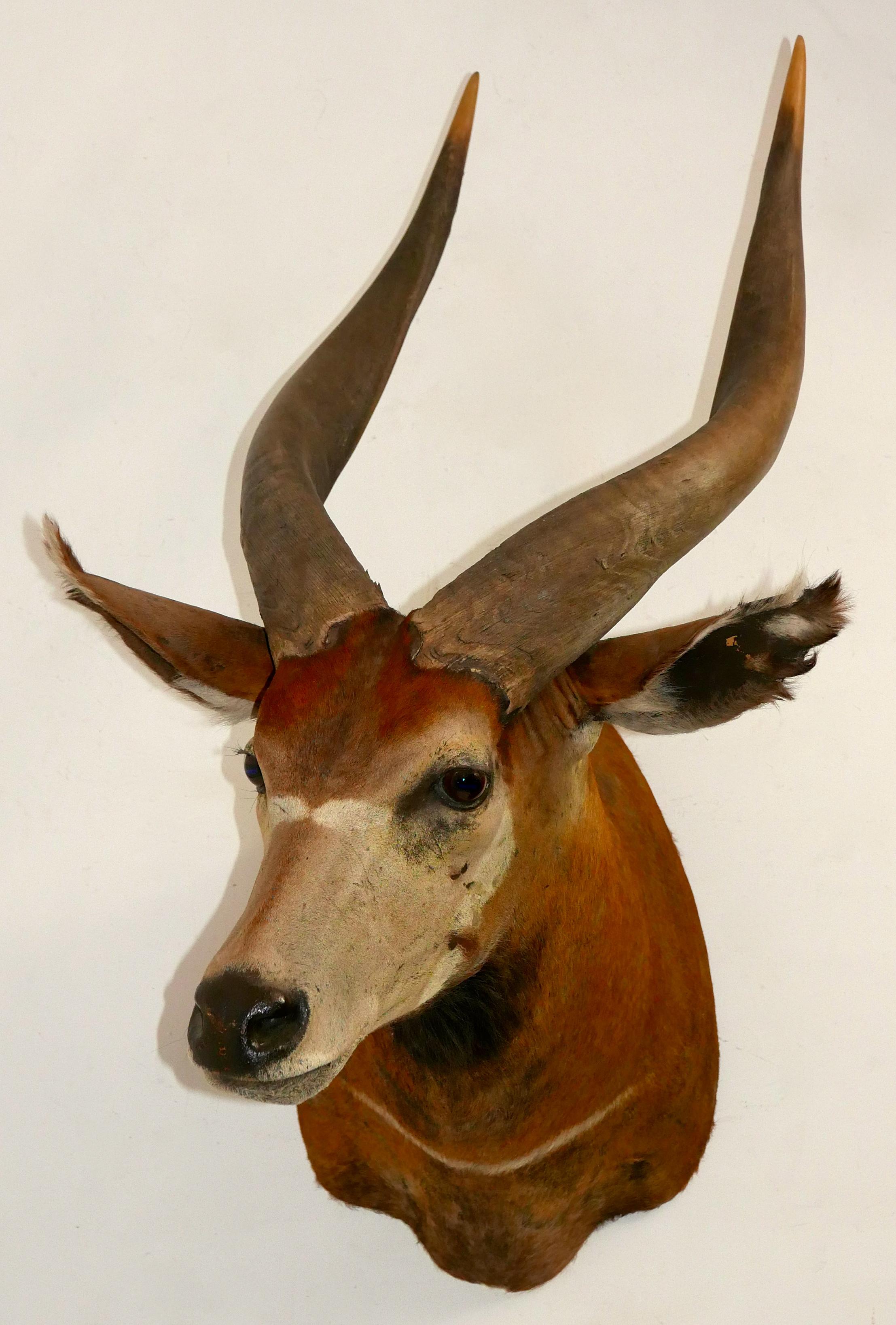 Rustic Shoulder Mounted Taxidermy Trophy of a Massive African Eland For Sale