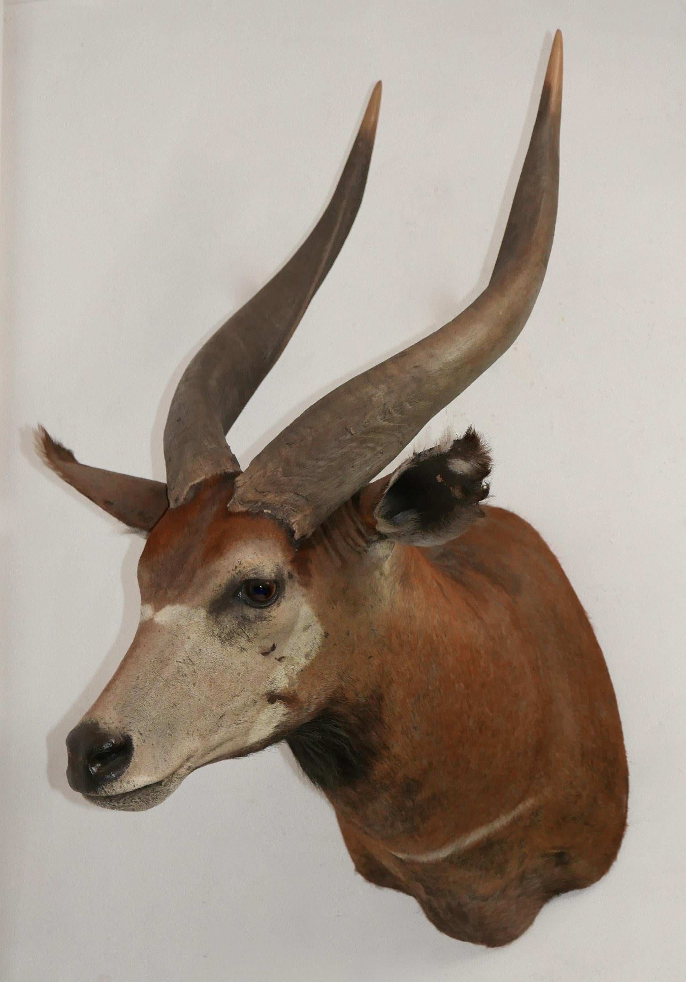 South African Shoulder Mounted Taxidermy Trophy of a Massive African Eland For Sale