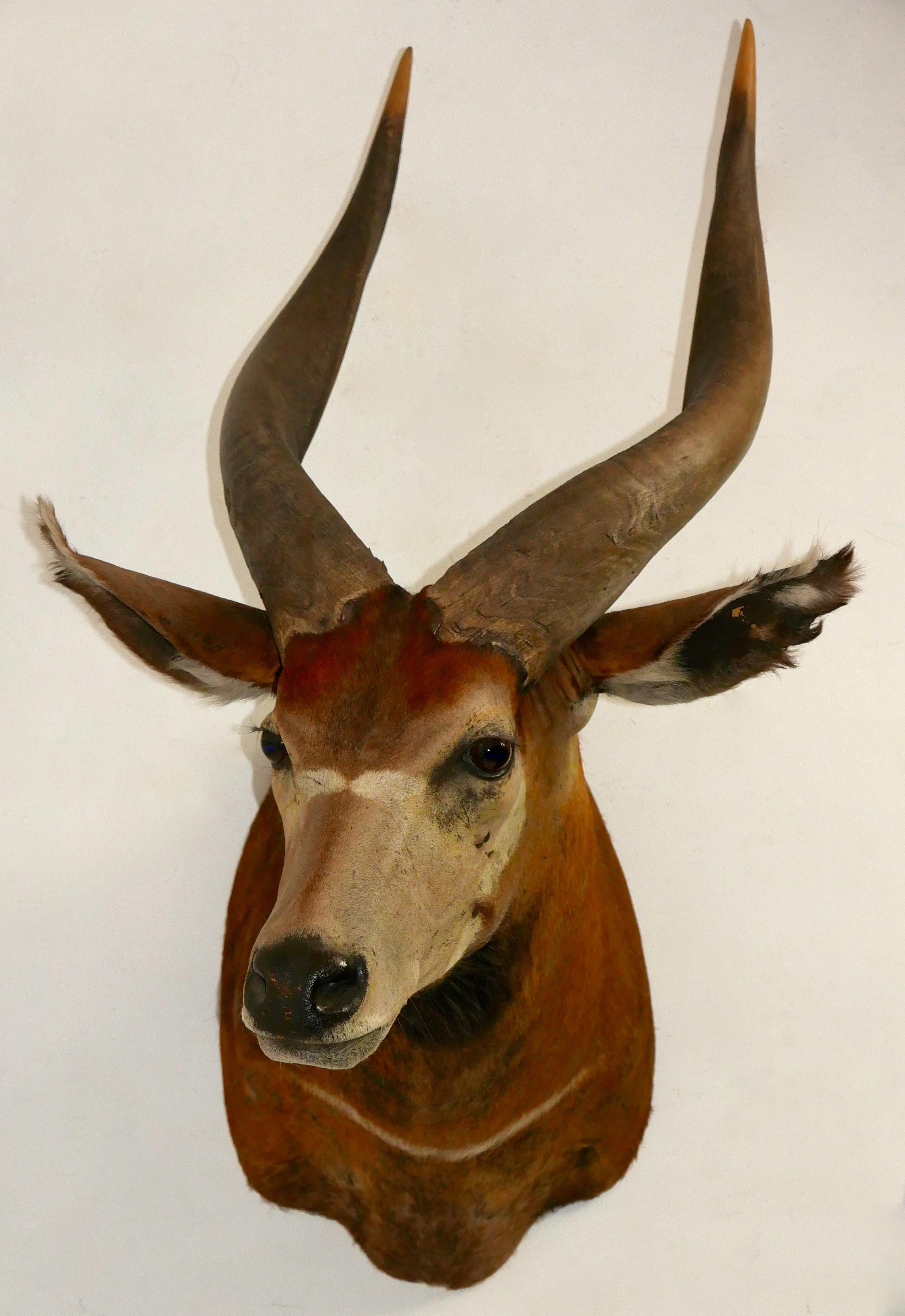 Hand-Crafted Shoulder Mounted Taxidermy Trophy of a Massive African Eland For Sale