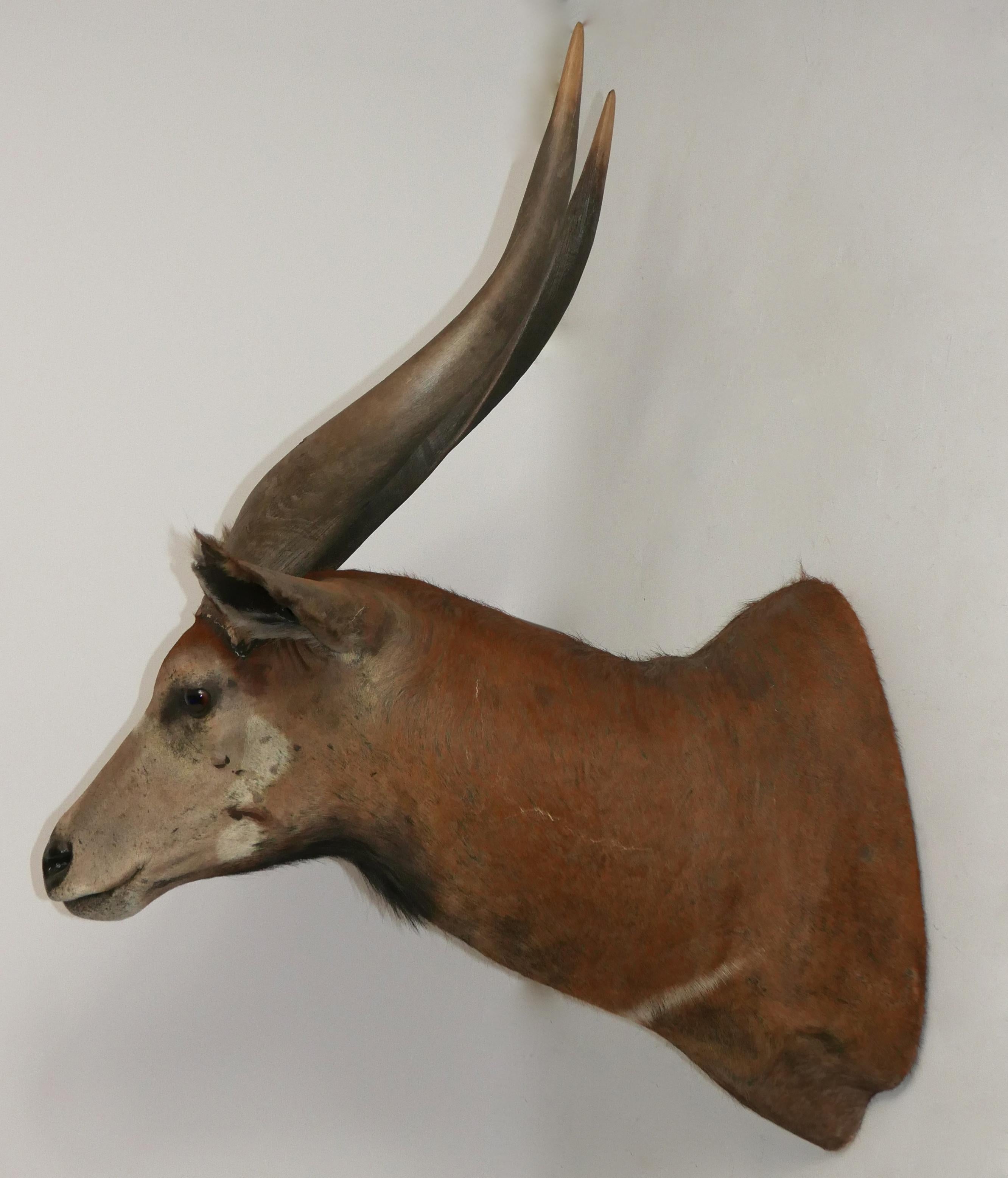 Shoulder Mounted Taxidermy Trophy of a Massive African Eland In Good Condition For Sale In San Francisco, CA