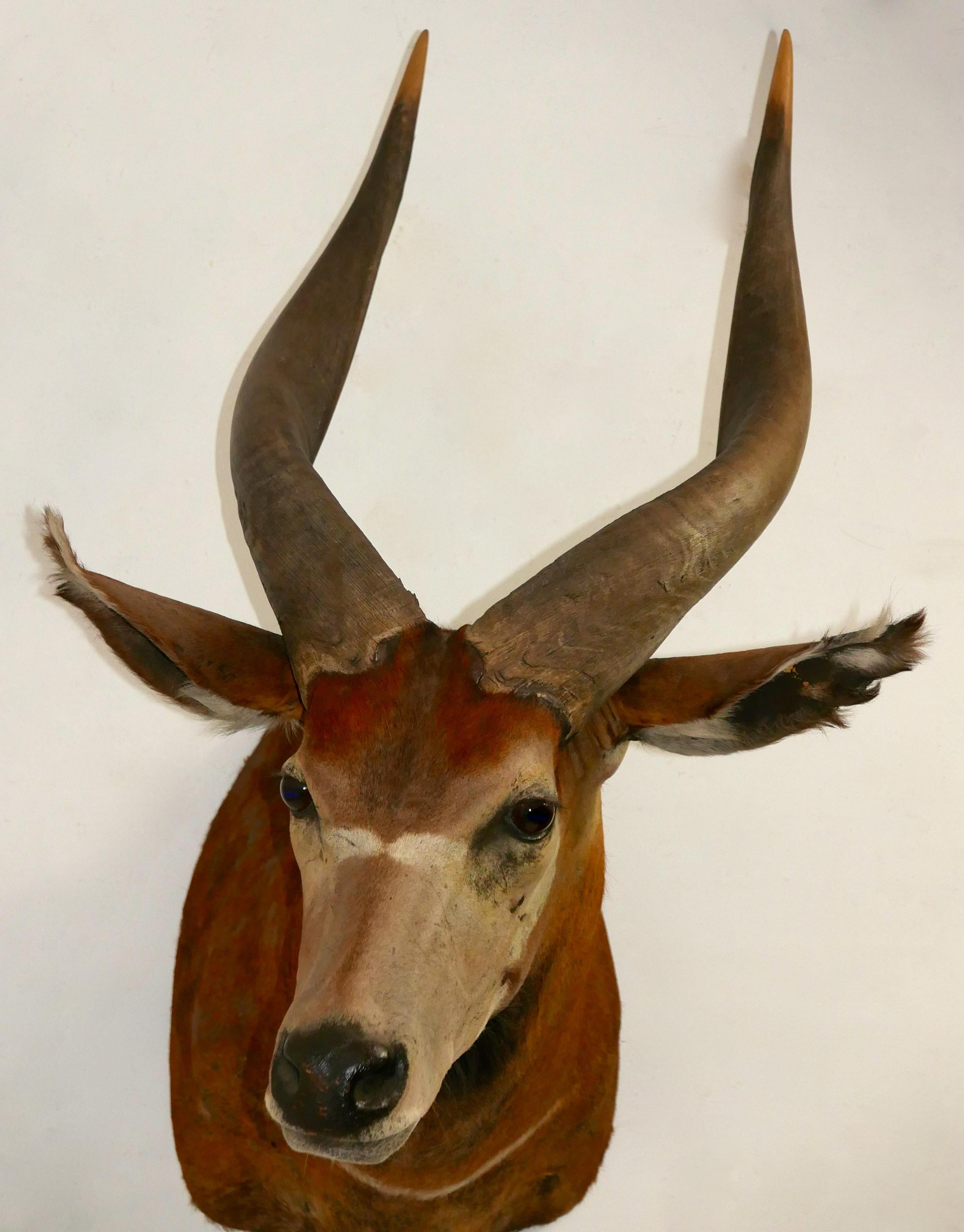 20th Century Shoulder Mounted Taxidermy Trophy of a Massive African Eland For Sale