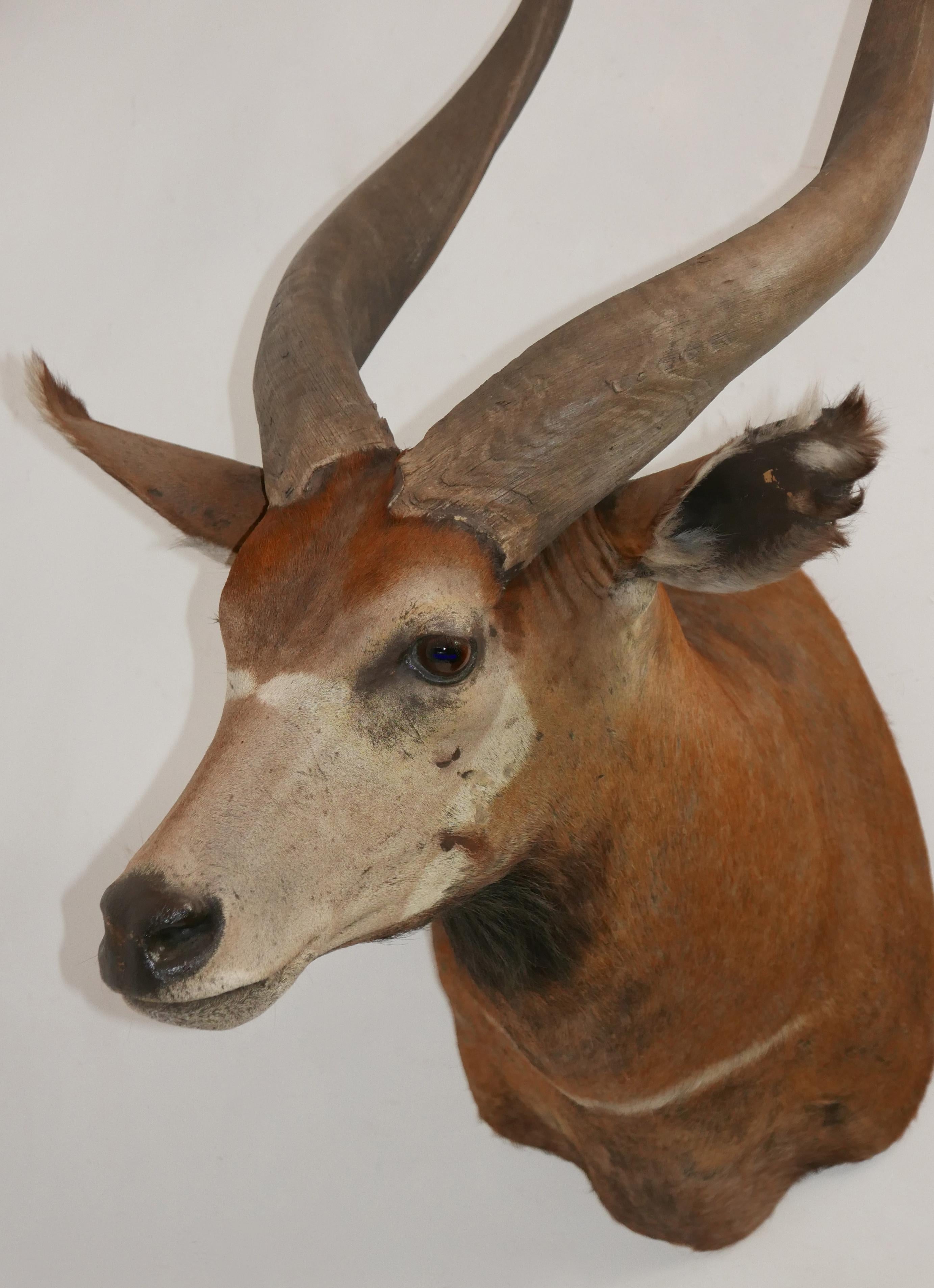 Animal Skin Shoulder Mounted Taxidermy Trophy of a Massive African Eland For Sale