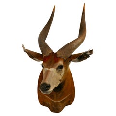 Shoulder Mounted Taxidermy Trophy of a Massive African Eland