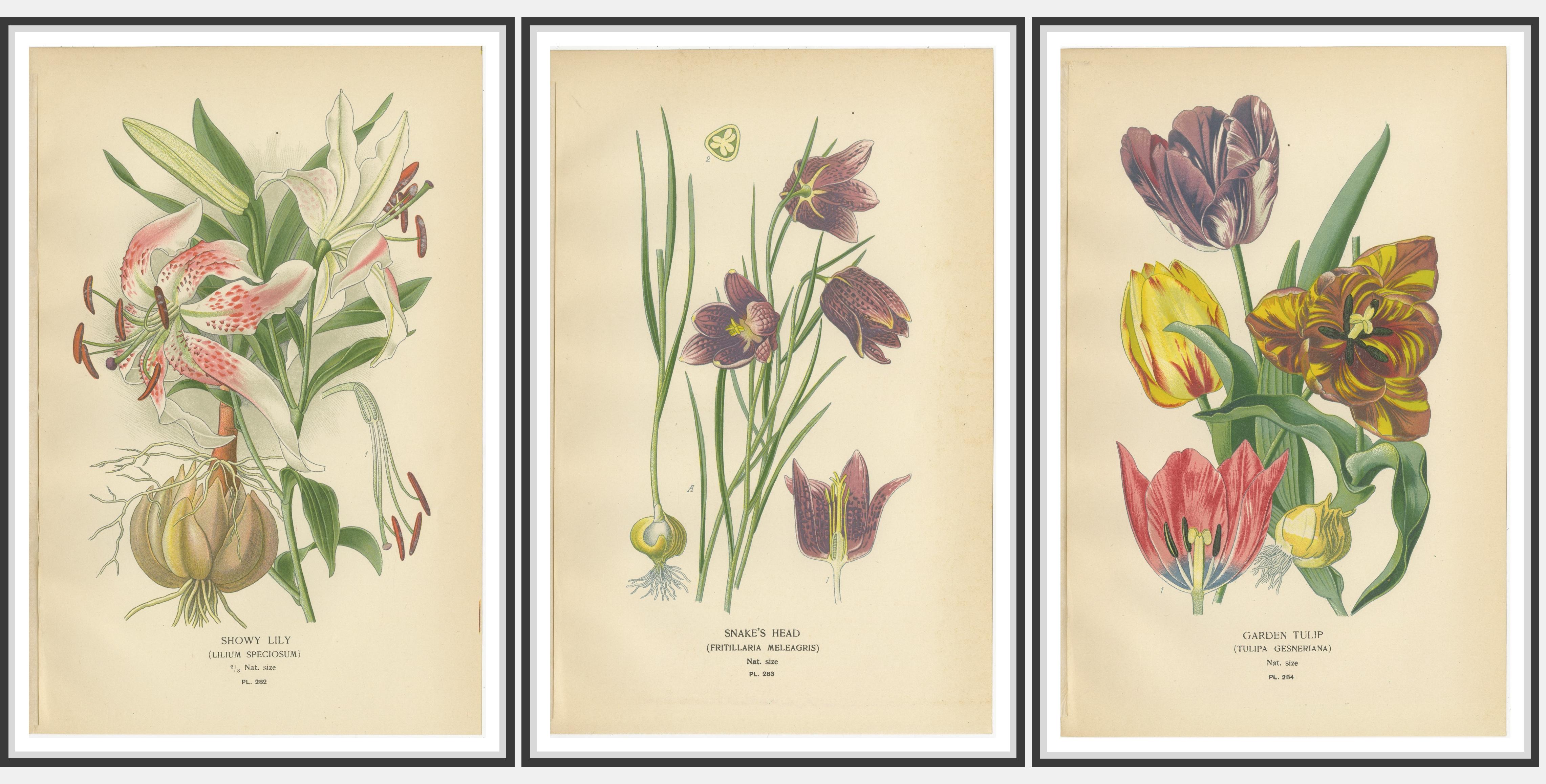 Stampe antiche di giglio vistoso, testa di serpente e tulipano da giardino - Piatti 282-284, c.1897

Descrizione: Questo set di tre cromolitografie botaniche della fine del XIX secolo illustra magnificamente alcune delle piante da fiore più amate: