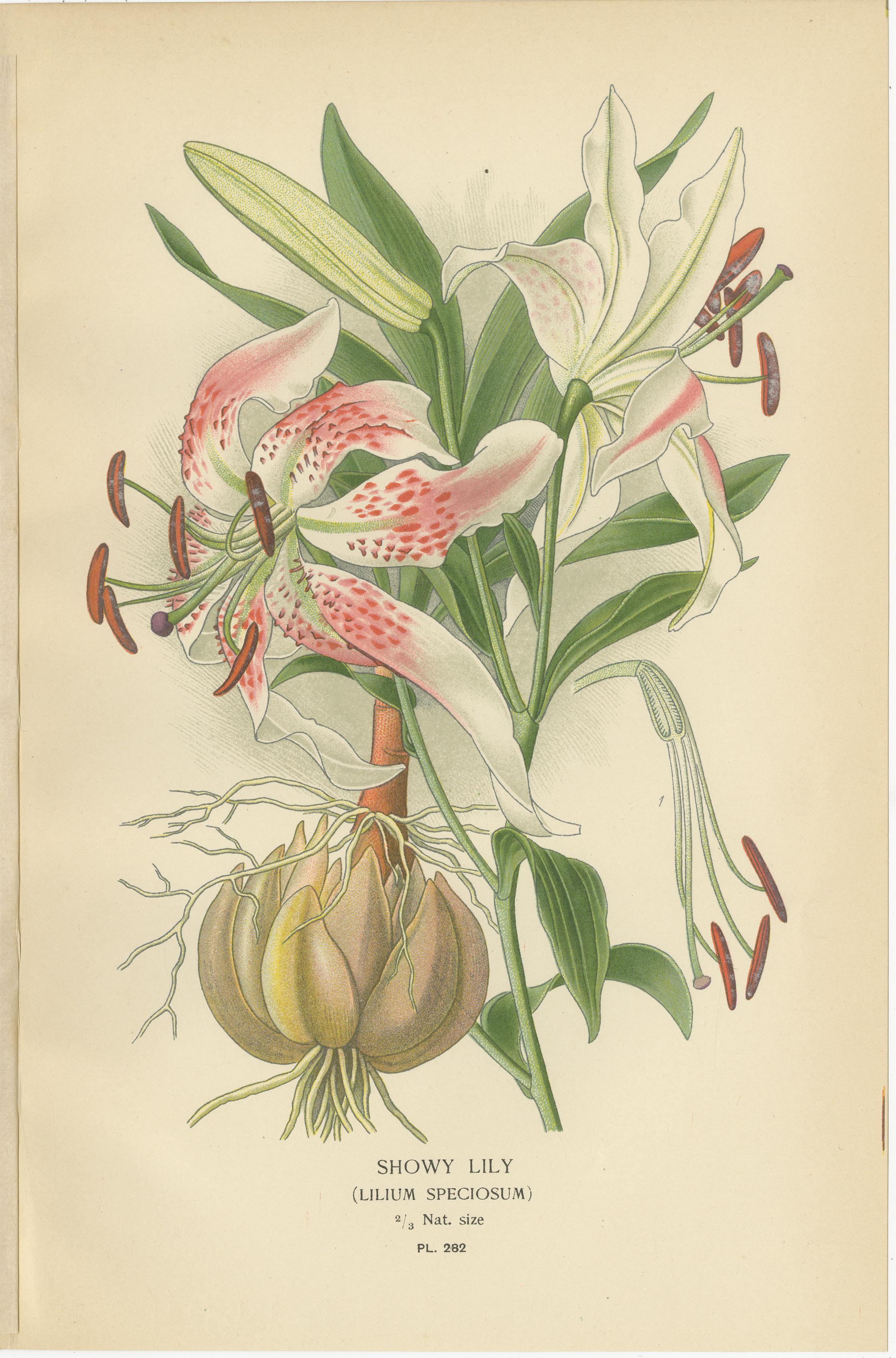 Inglese Giglio vistoso, testa di serpente e tulipano da giardino - Stampe antiche di fiori c.1897 in vendita
