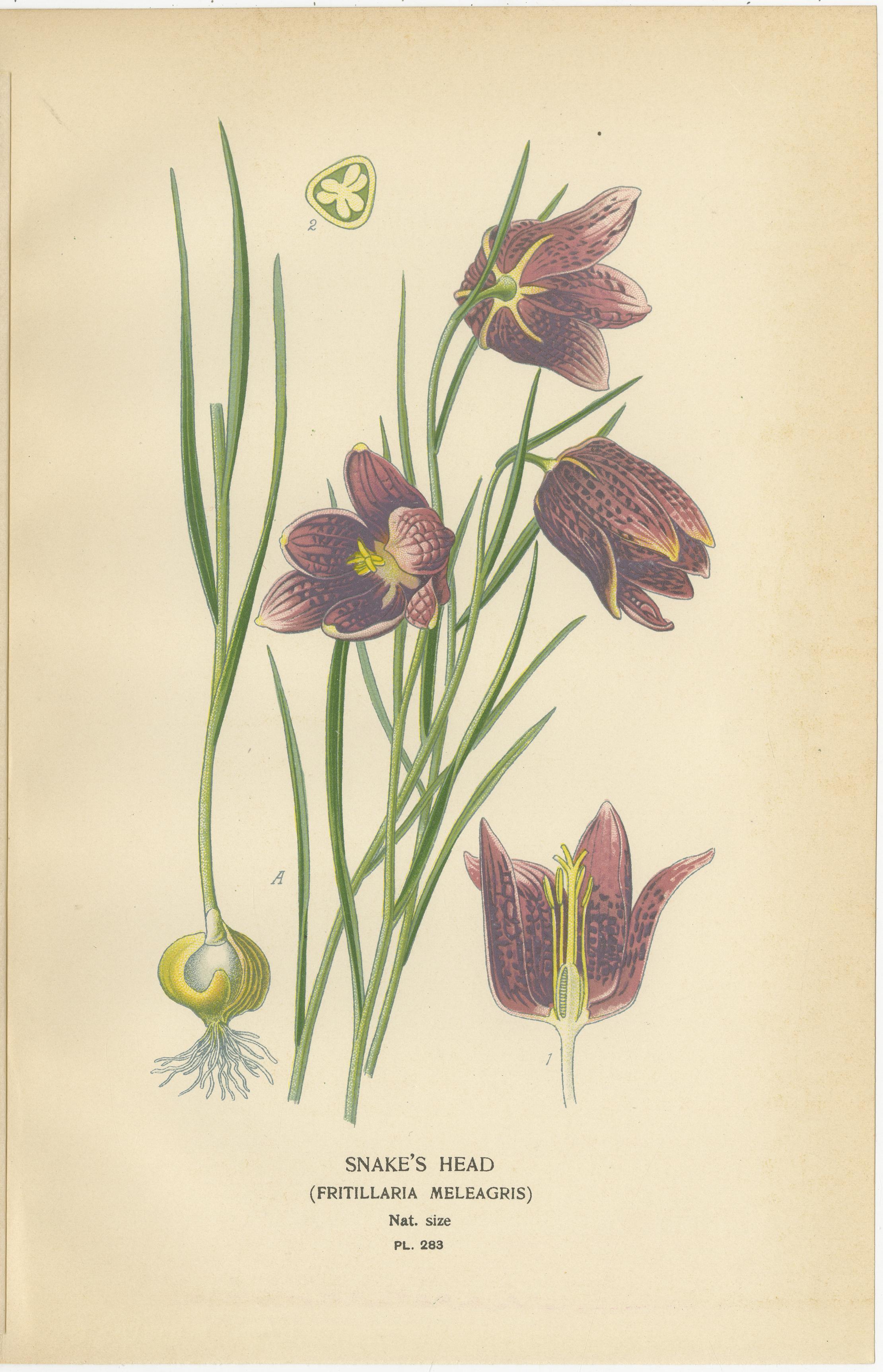 Giglio vistoso, testa di serpente e tulipano da giardino - Stampe antiche di fiori c.1897 In condizioni buone in vendita a Langweer, NL