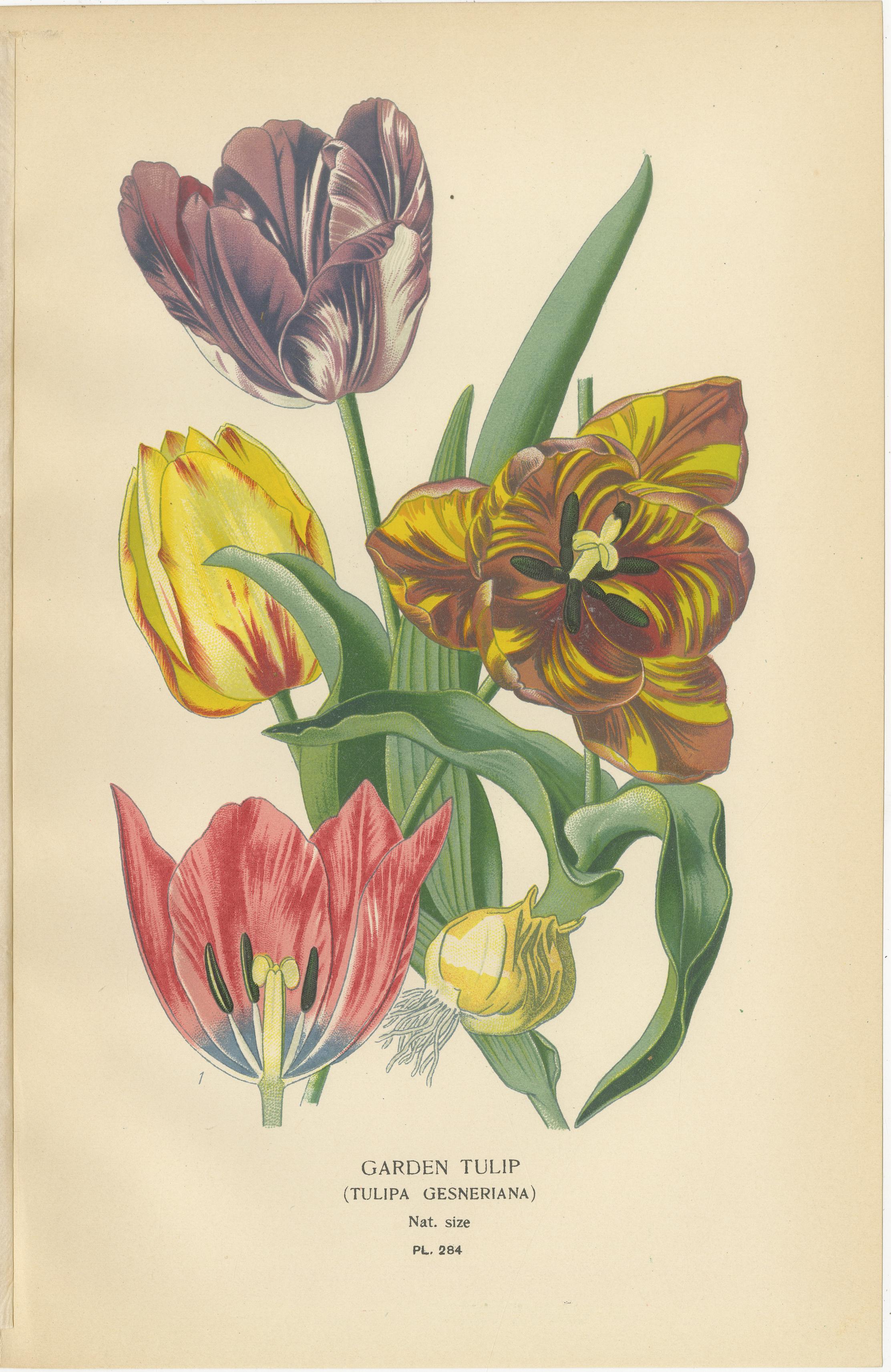 XIX secolo Giglio vistoso, testa di serpente e tulipano da giardino - Stampe antiche di fiori c.1897 in vendita