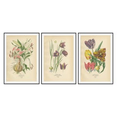 Giglio vistoso, testa di serpente e tulipano da giardino - Stampe antiche di fiori c.1897