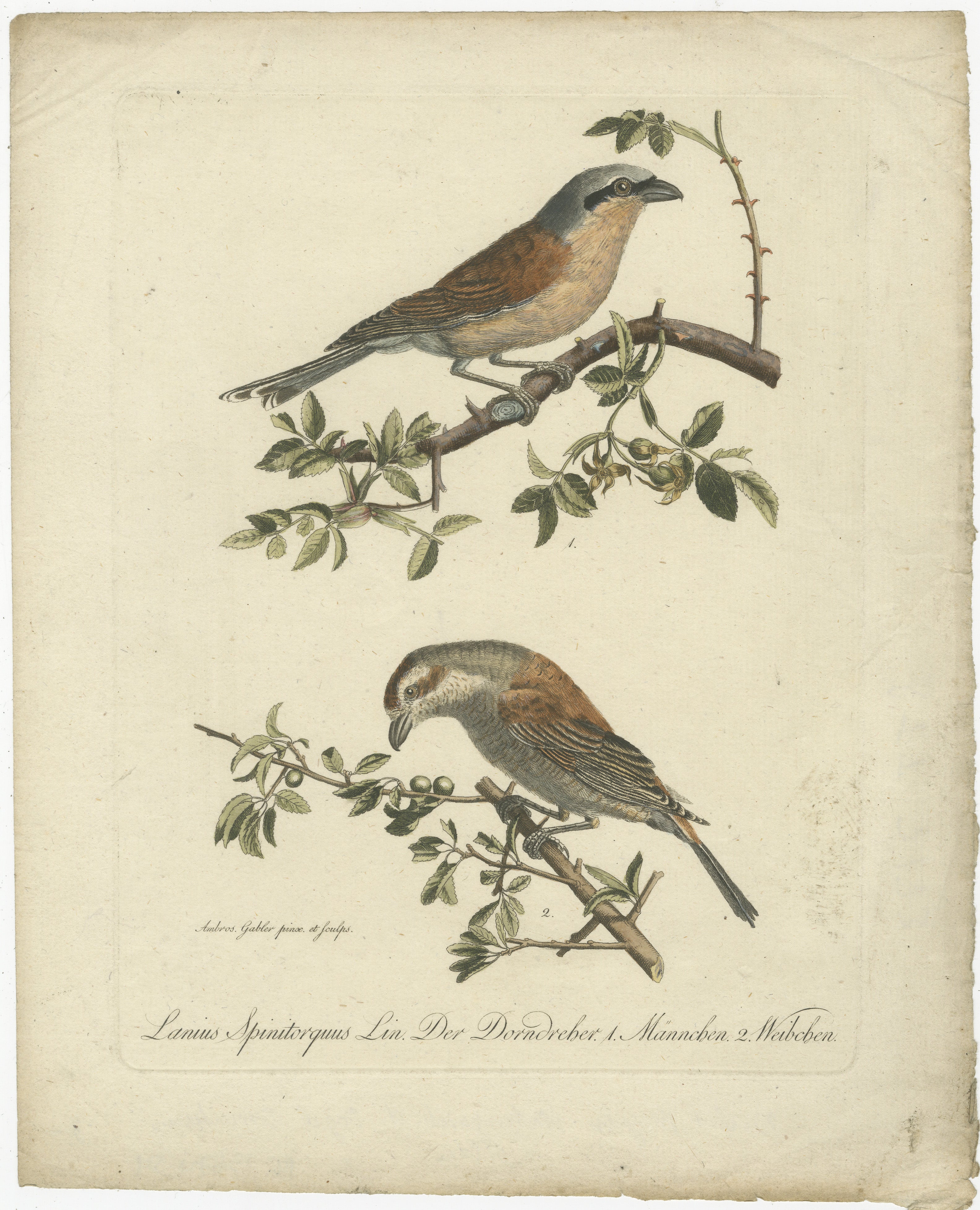 This illustration depicts two shrikes, specifically identified as 