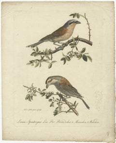 Shrikes in Natural Harmony: A Study of Avian Elegance by Ambrosius Gabler, 1809