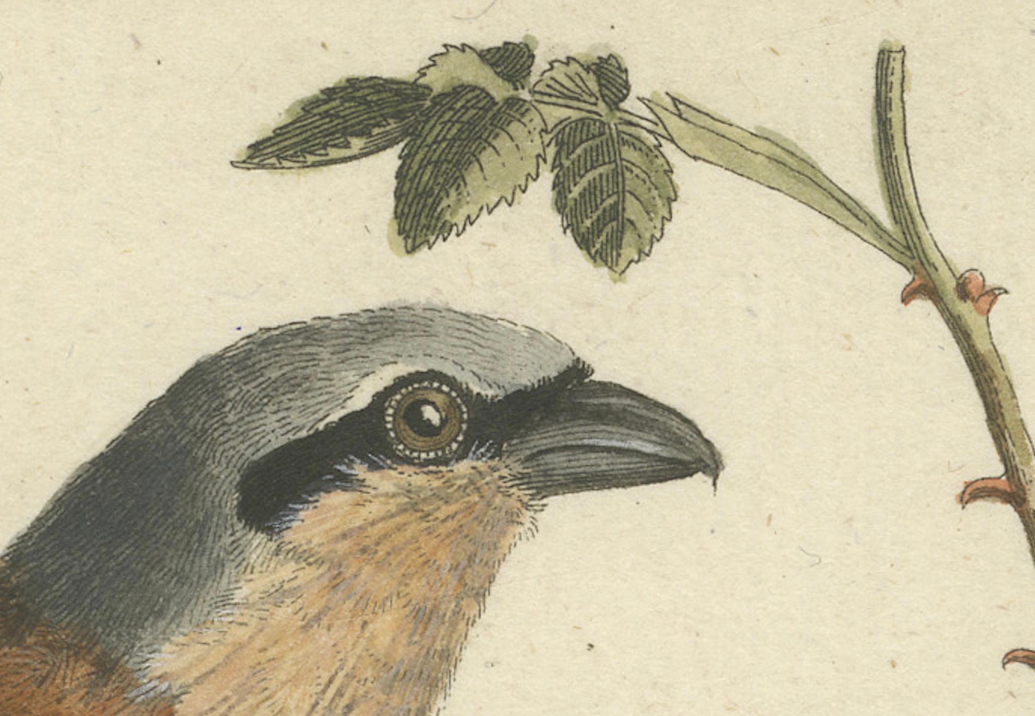 Gravé Shrikes in Natural Harmony : A Study of Avian Elegance par Ambrosius Gabler, 1809 en vente